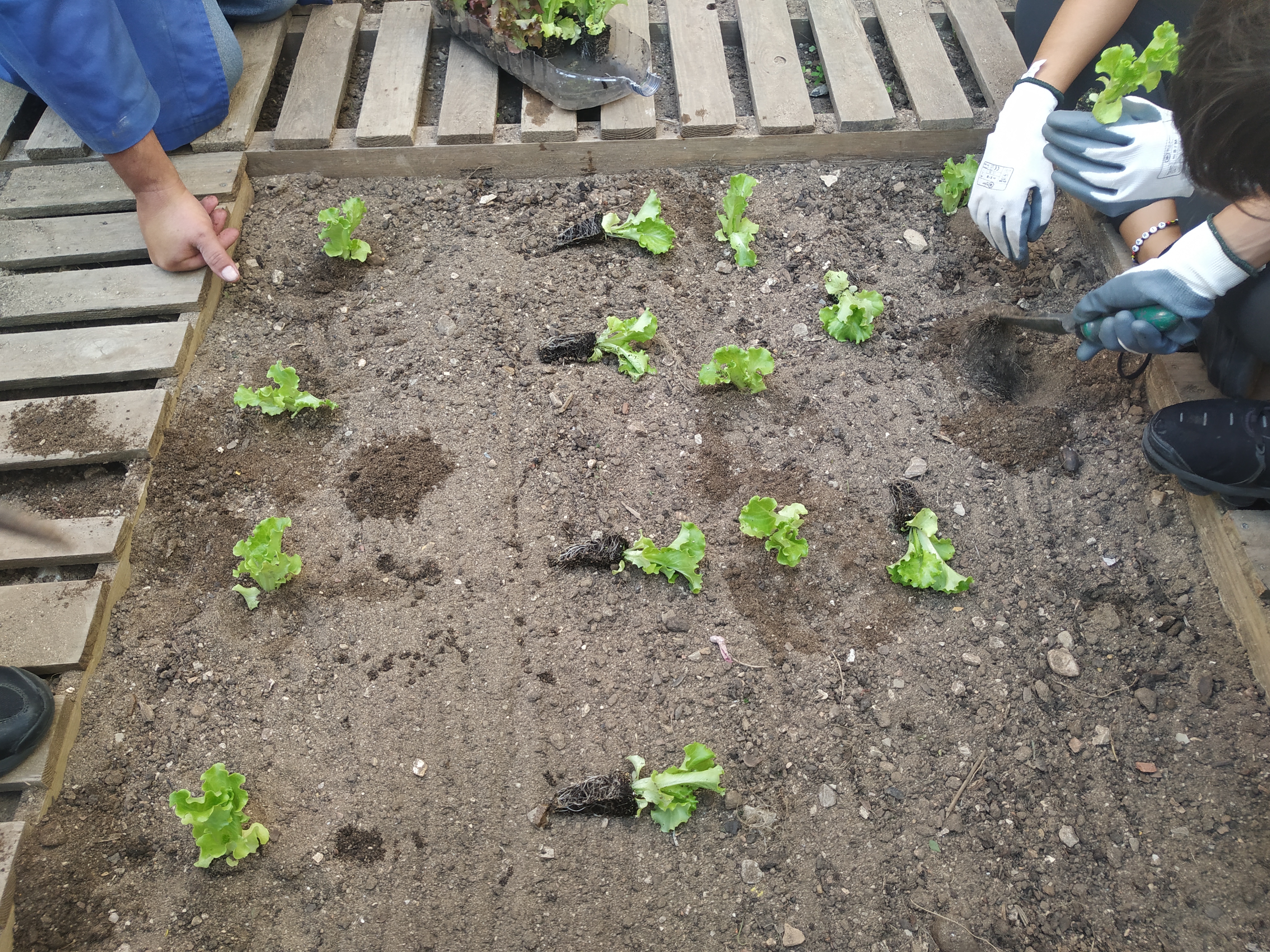 3. Alfaces: Plantação de Alfaces.