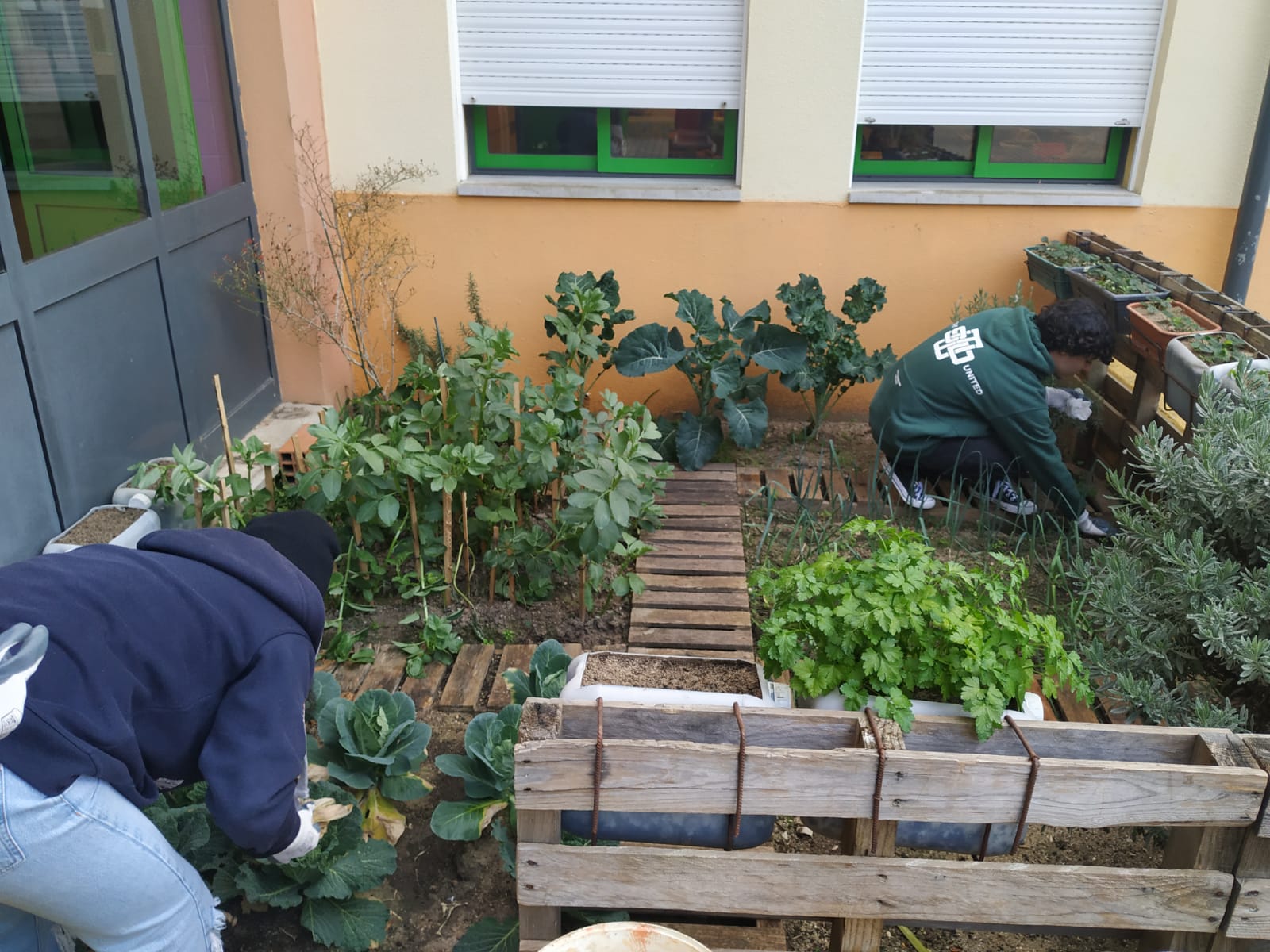 Limpeza, cuidado e arranjo da horta.