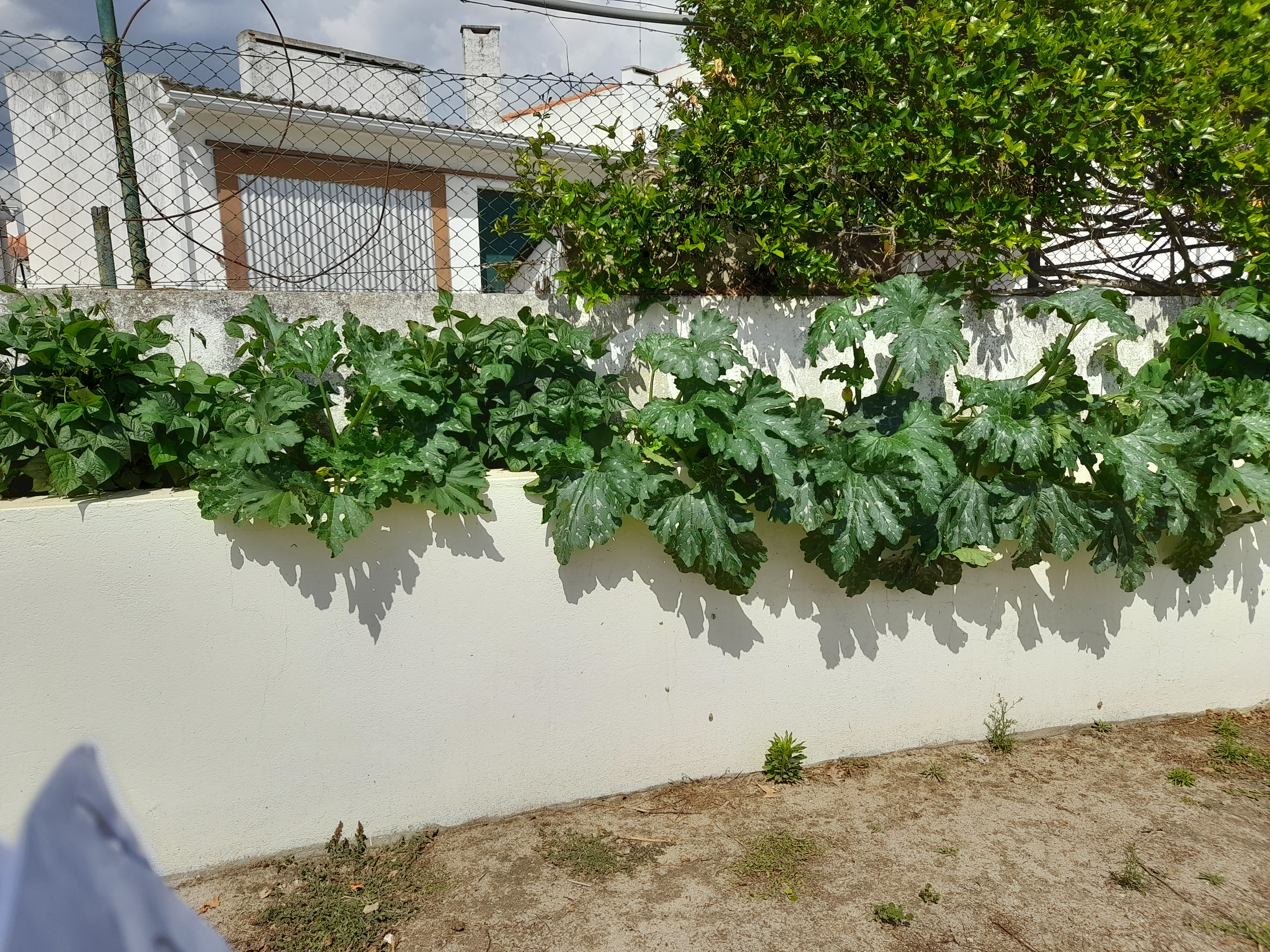 tomate redondo de trepar