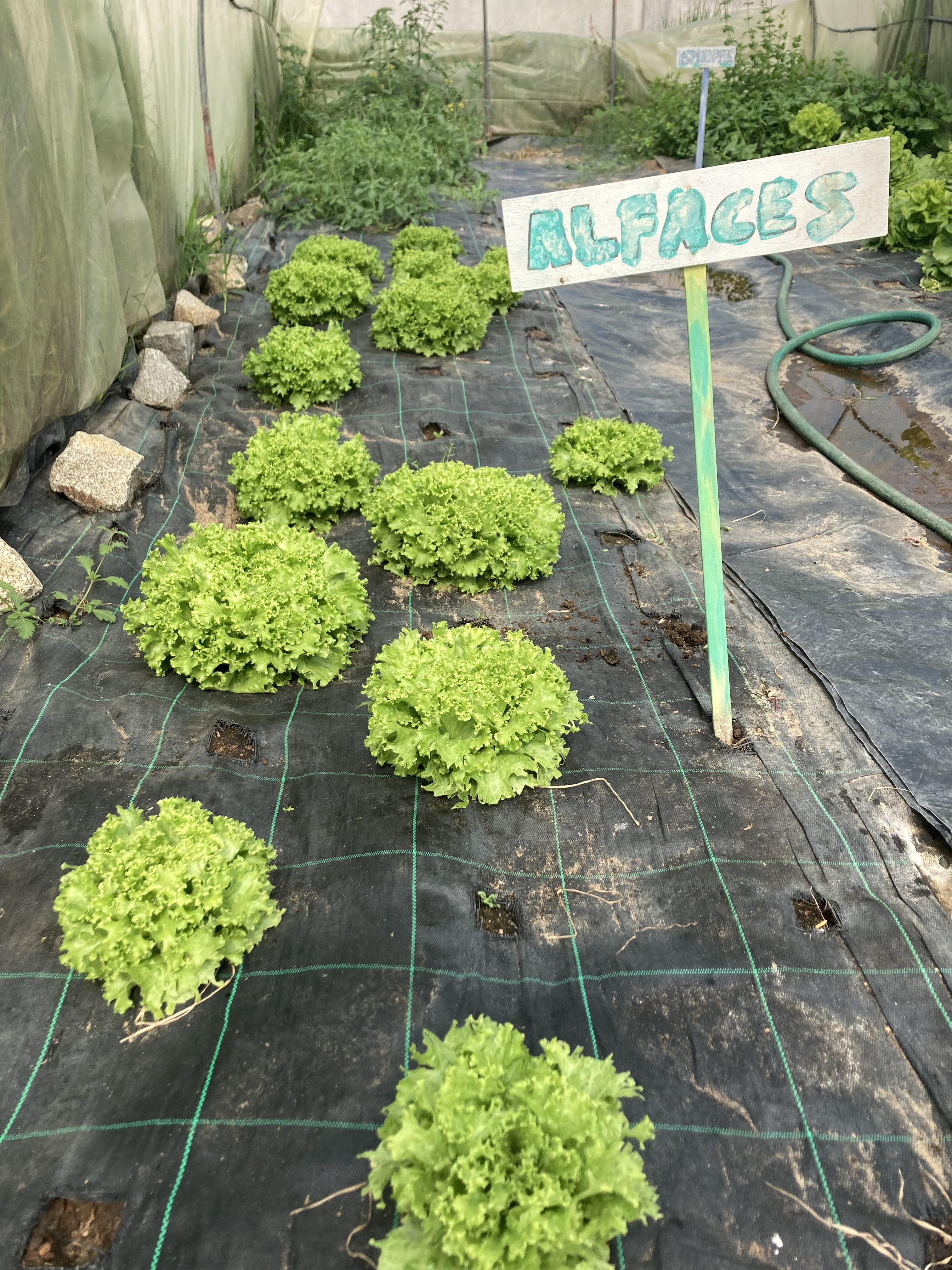 Alfaces