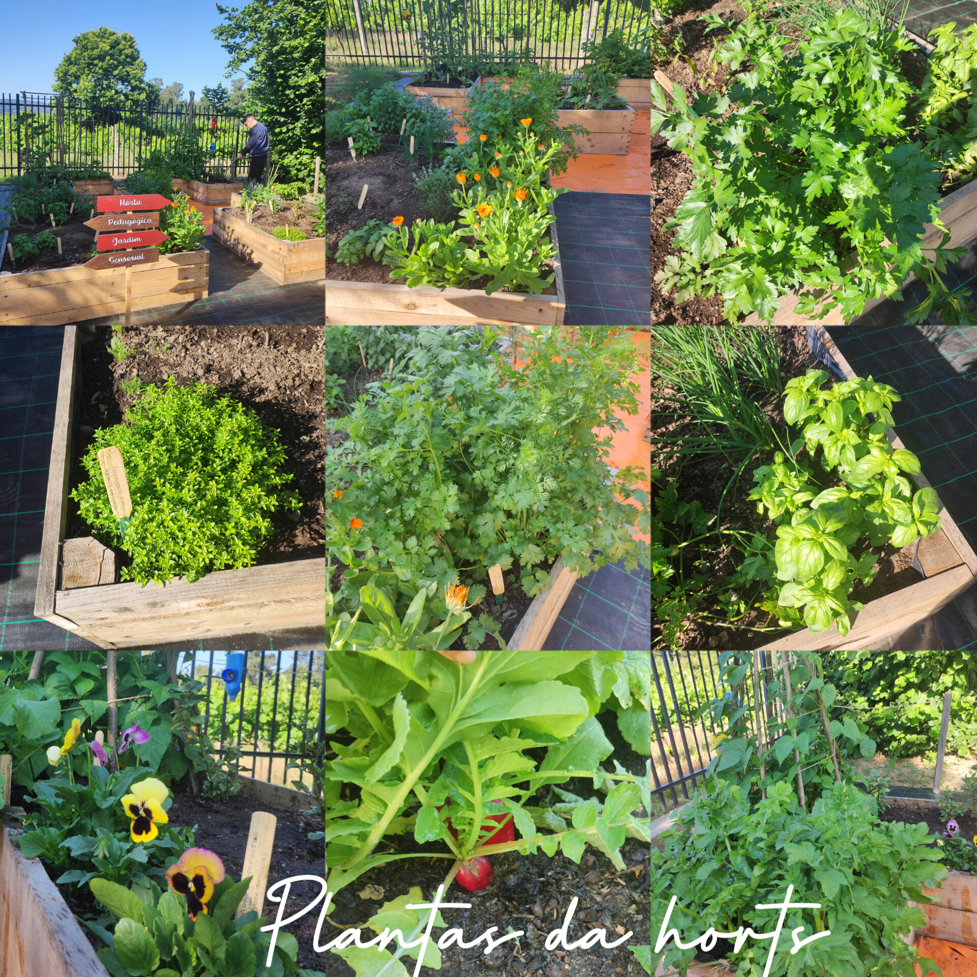 Algumas plantas da horta 1