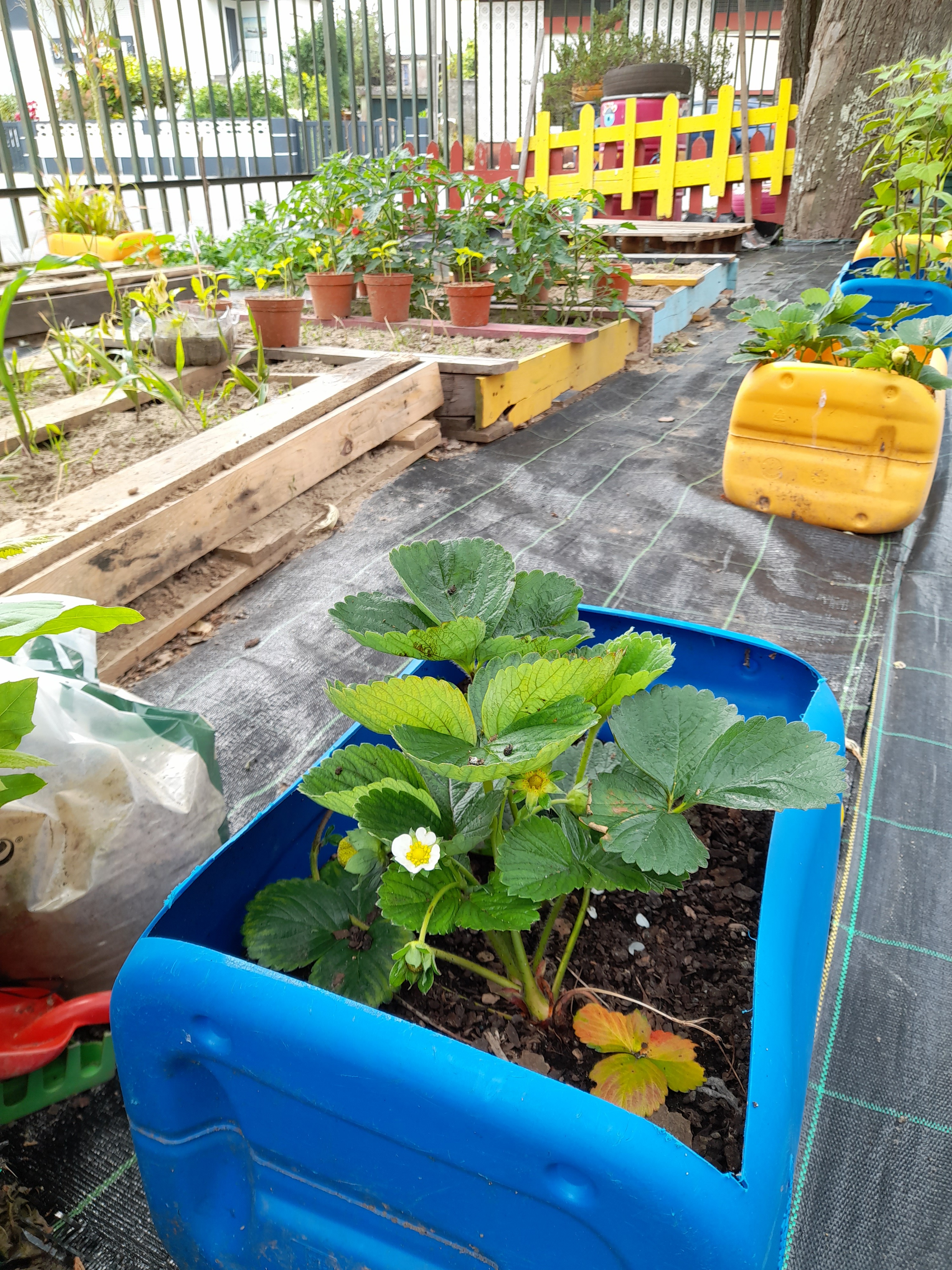 Morango