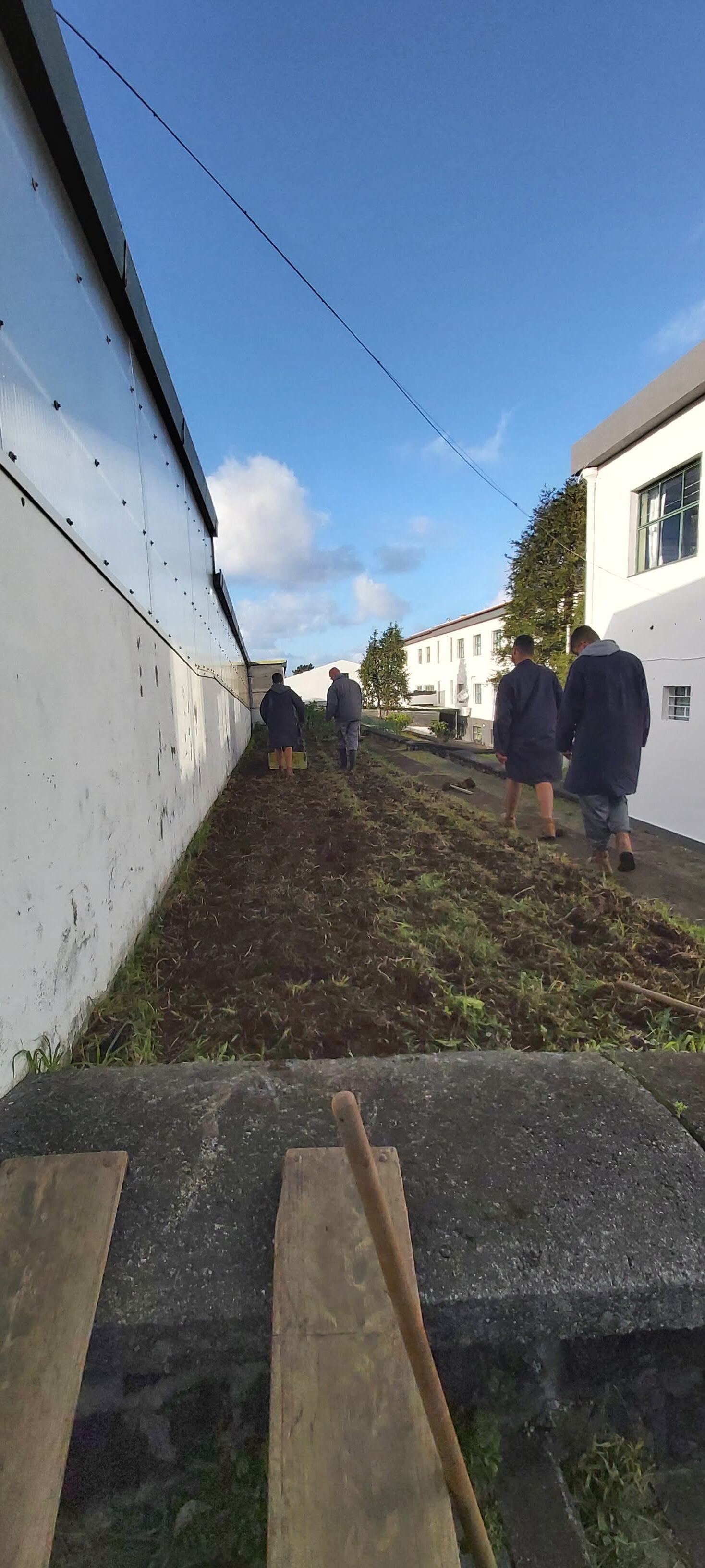Preparação do plantio para o cultivo de favas