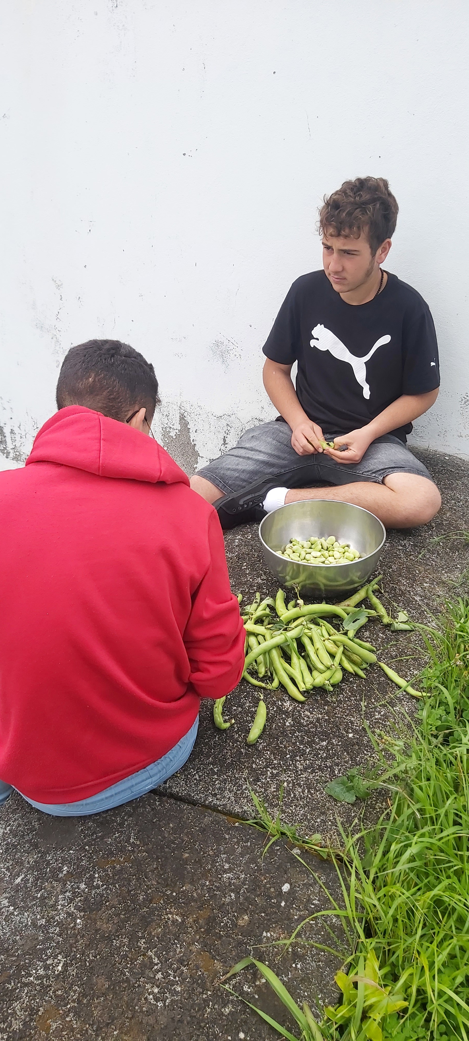 Colheita de Favas