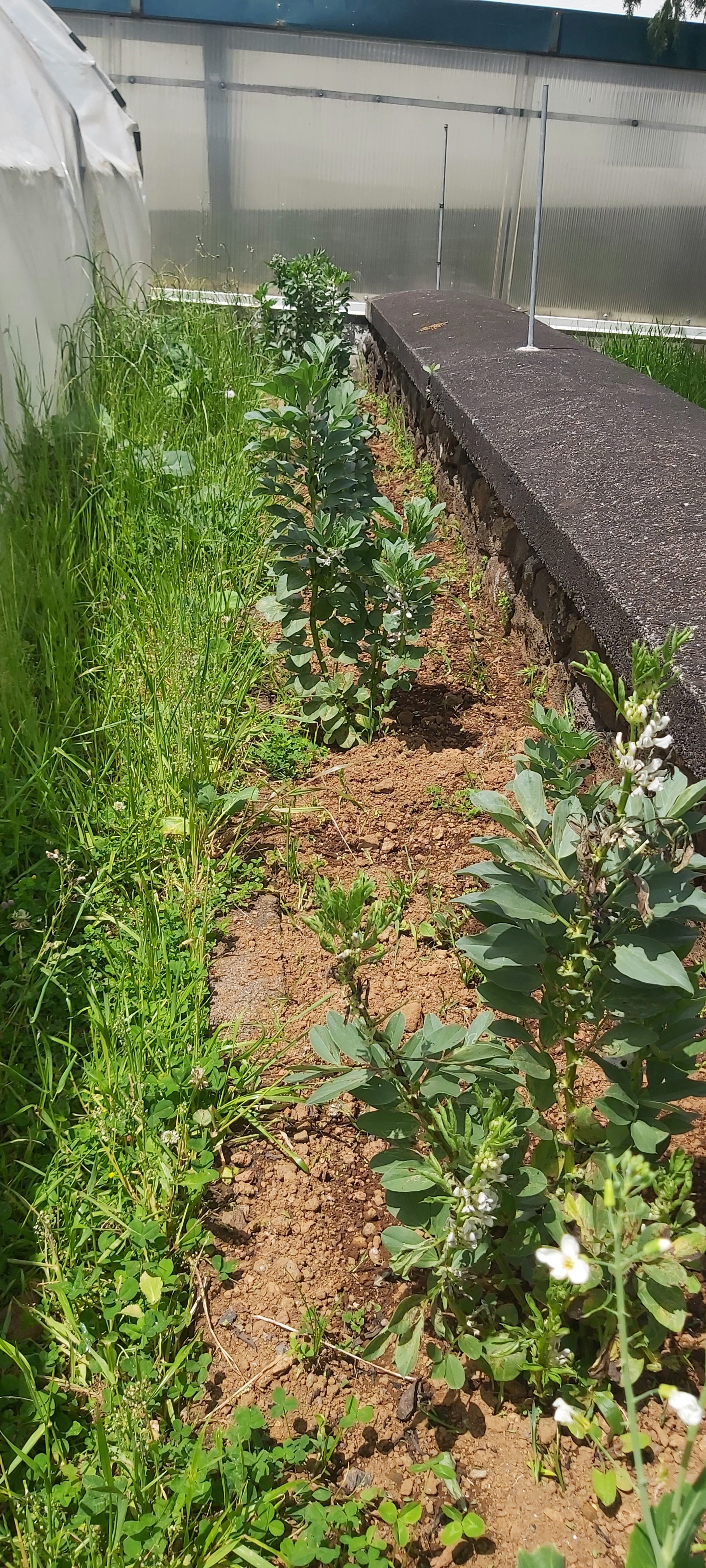 Couves e Favas