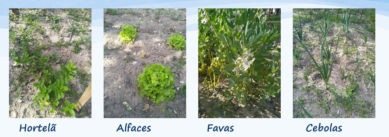 Algumas espécies plantas