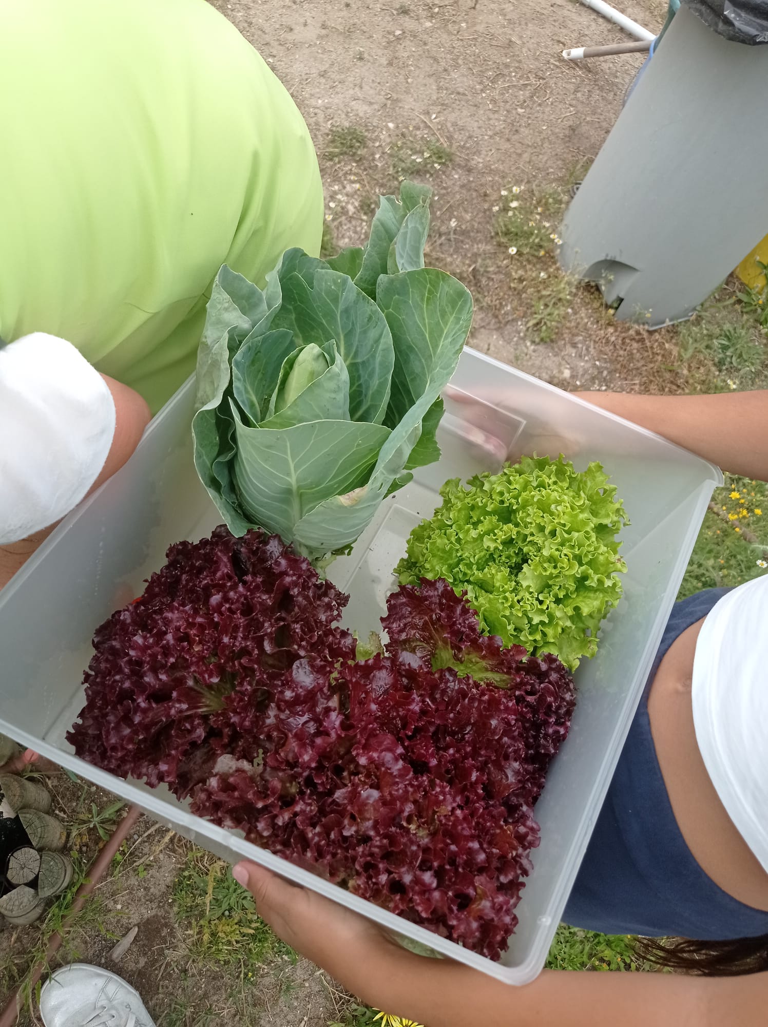 Que produtos maravilhosos apanhei na horta!