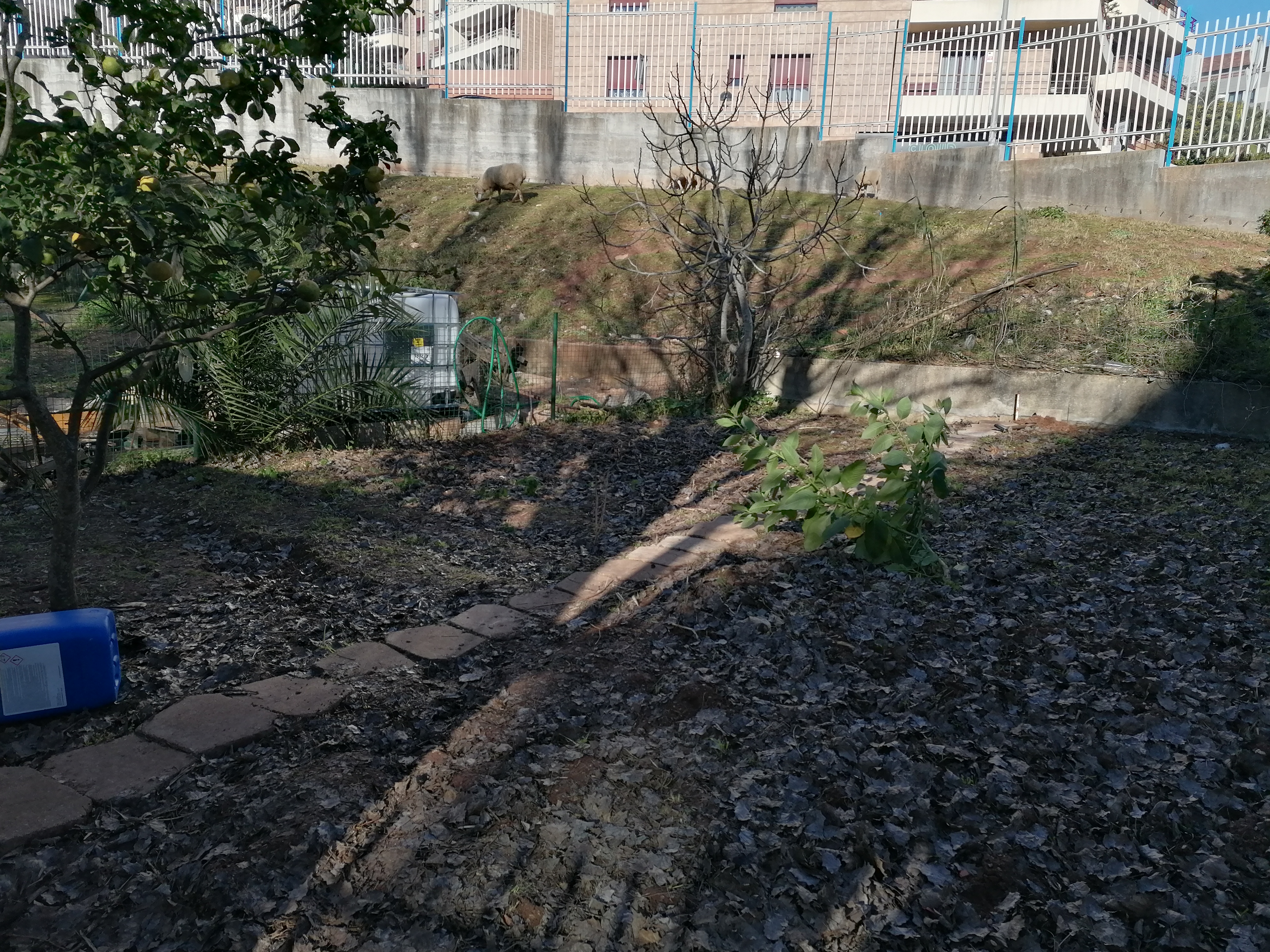 Aspeto panorâmico da Horta da Escola António Gedeão.
