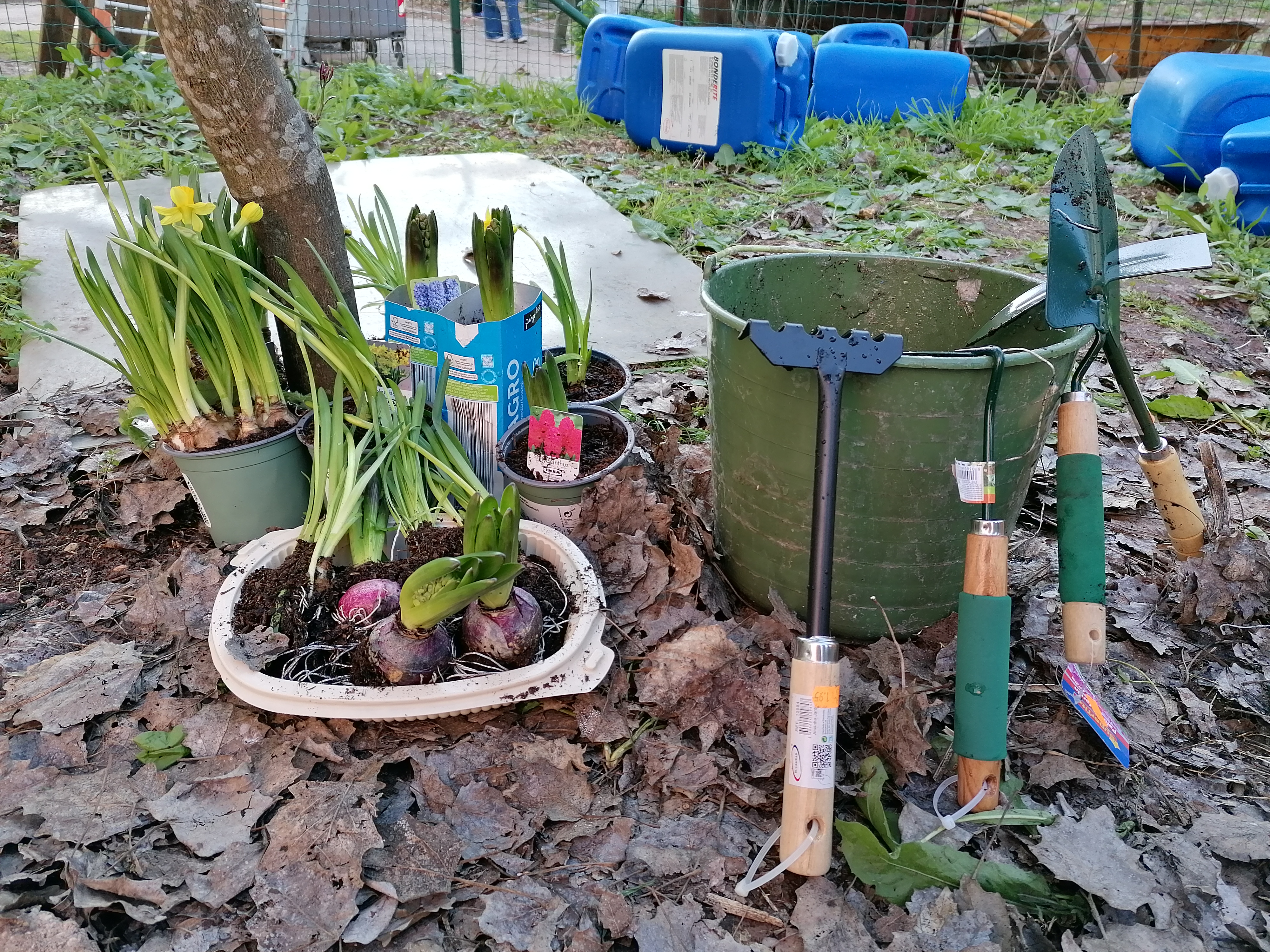 Fase inicial da Horta - aspeto do plantio de bolbos de narcisos e jacintos.