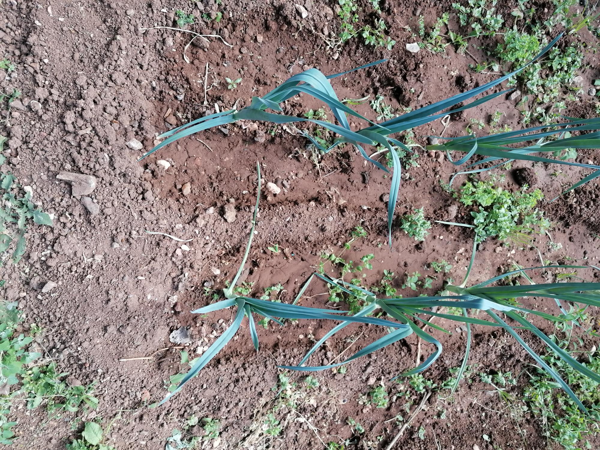 cebolas na horta da António Gedeão
a horta ainda tem espinafres, aromáticas e tomates