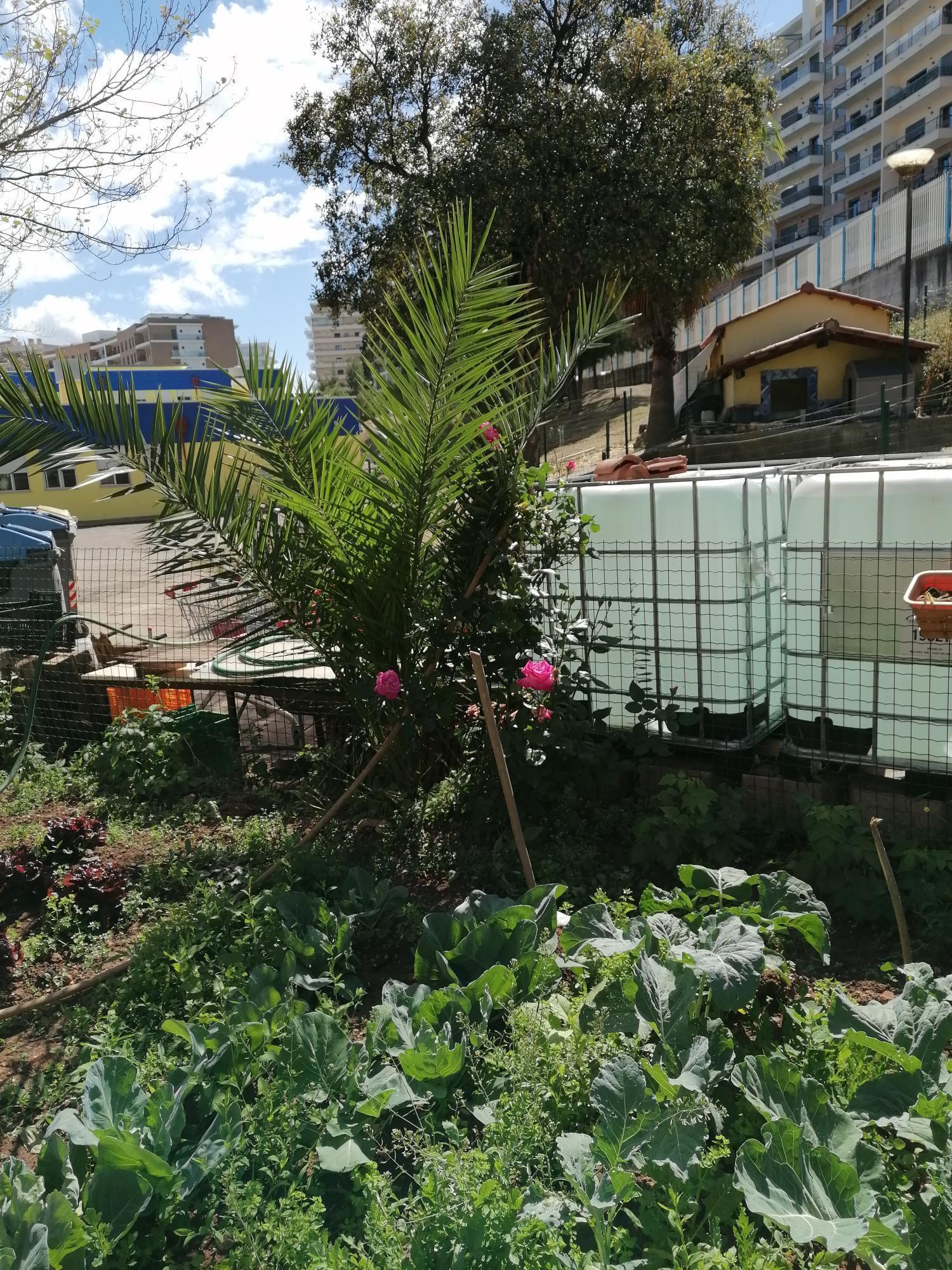 couves e rosas na horta da António Gedeão