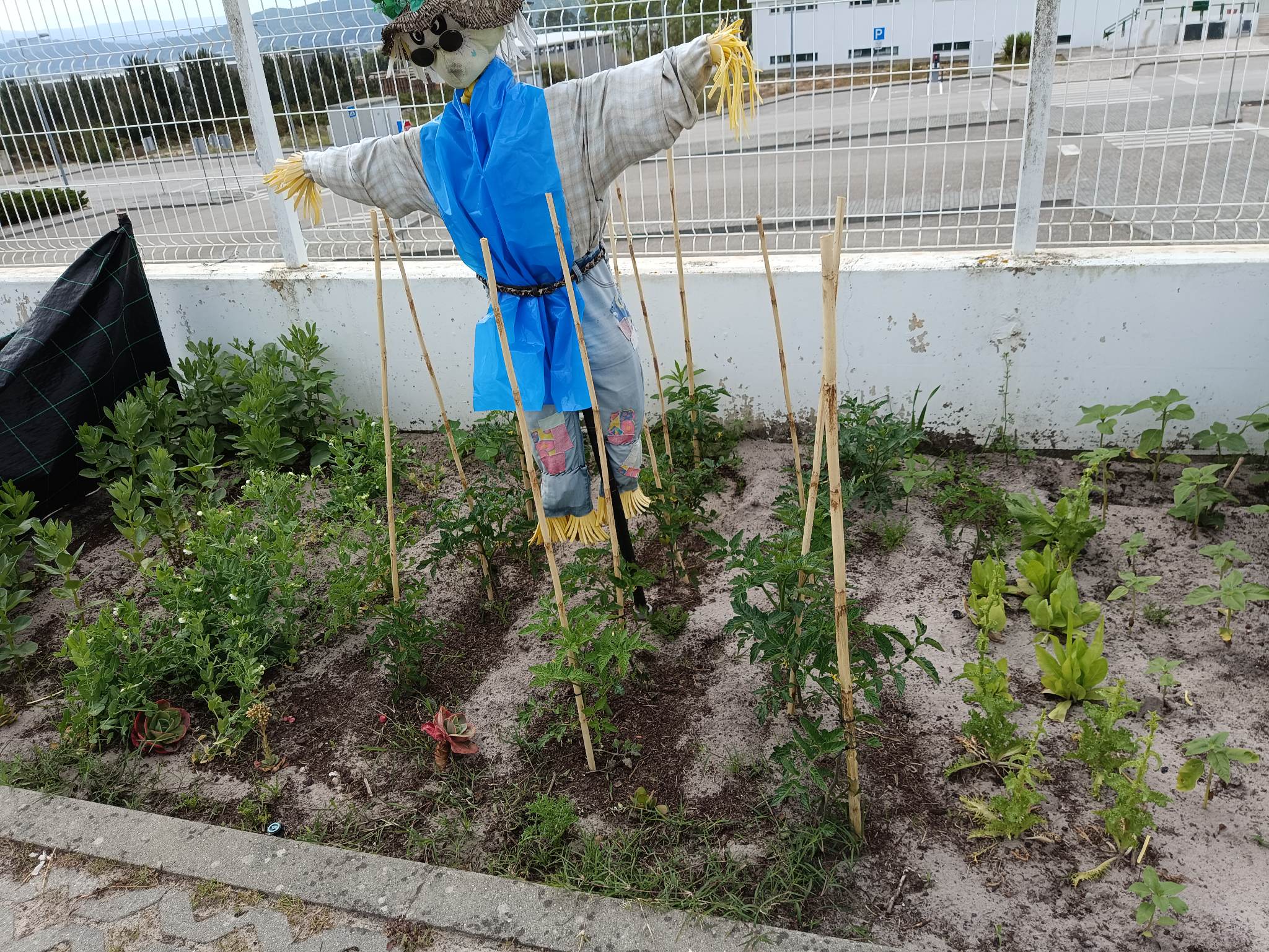 Foto das ajudas com canas para ajudar a crescer os tomates e favas.