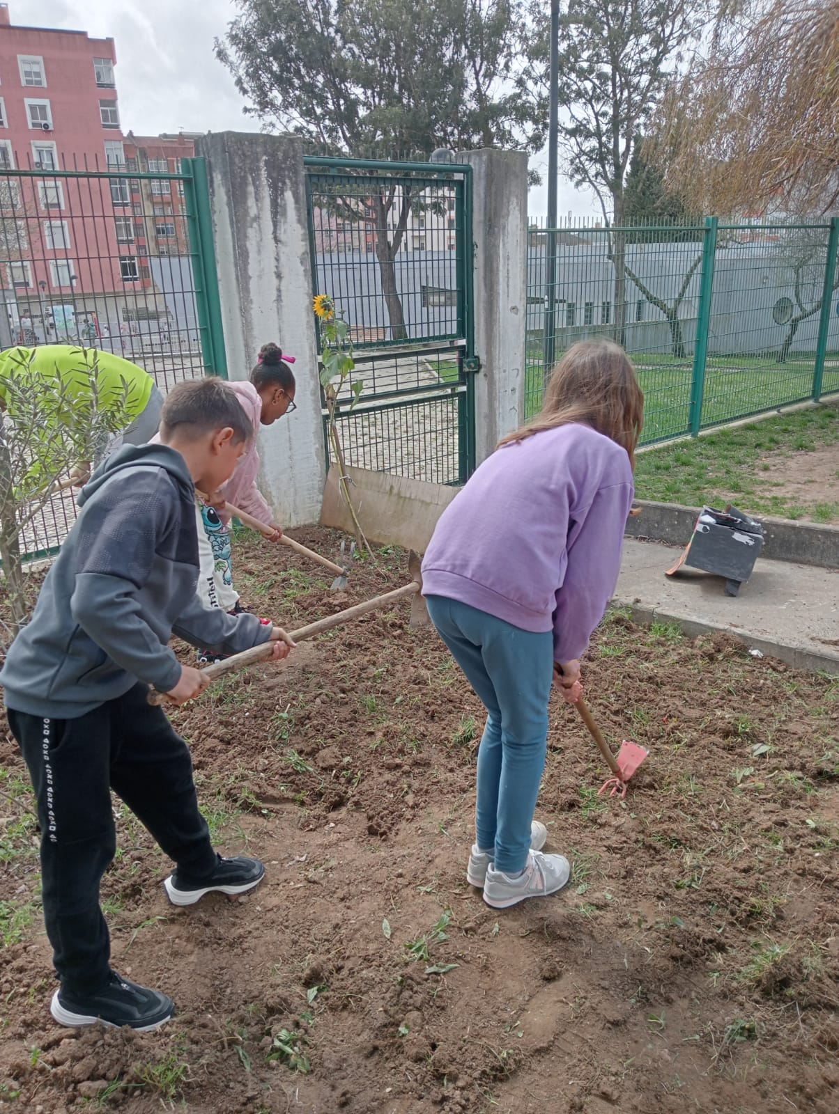 Alunos a cavarem o terreno da horta.
