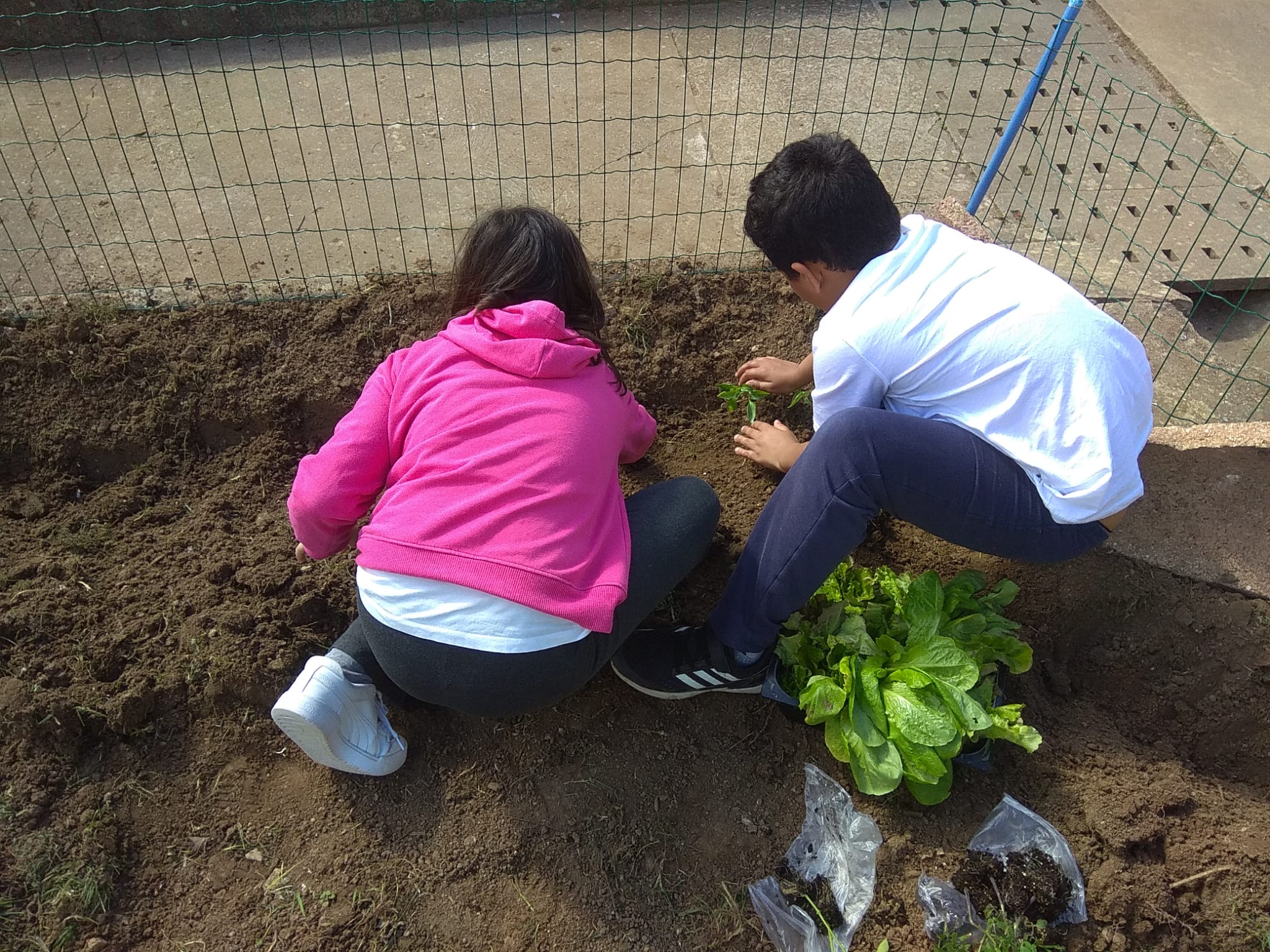 Alunos a comporem a terra e organizar o espaço, para se plantarem as alfaces.