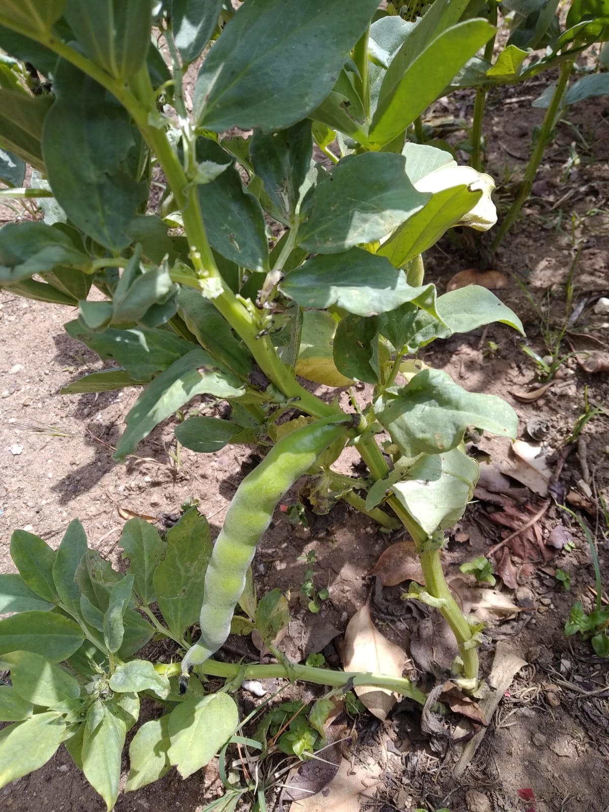 Favas - As favas e as ervilhas como não eram suficientes para se cozinharem foram exploradas em diferentes salas de aula, com o objetivo de perceberem a evolução da planta, observarem a vagem e apreenderem os seus benefícios para a saúde.