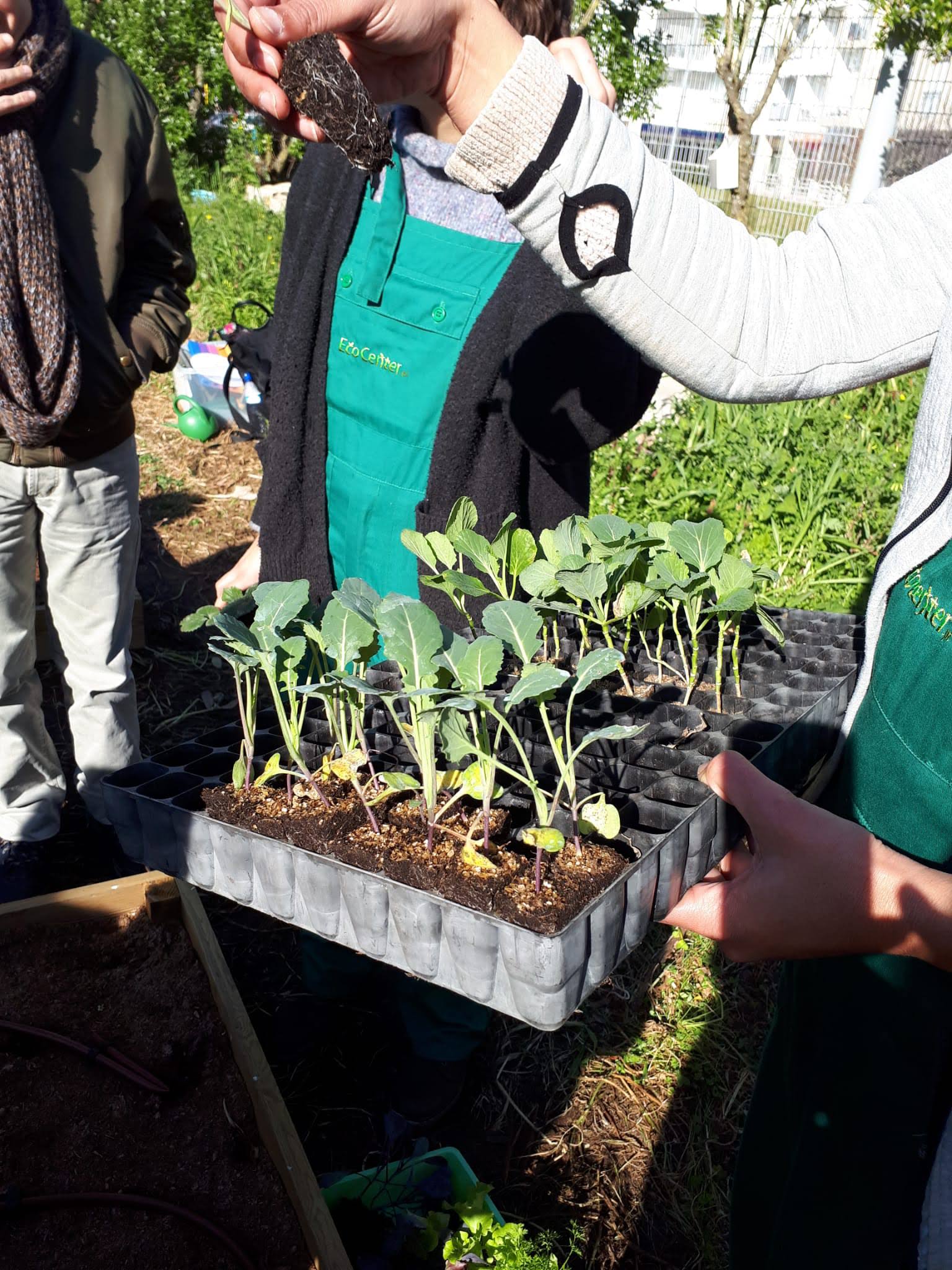 Horta - 1º cultivo