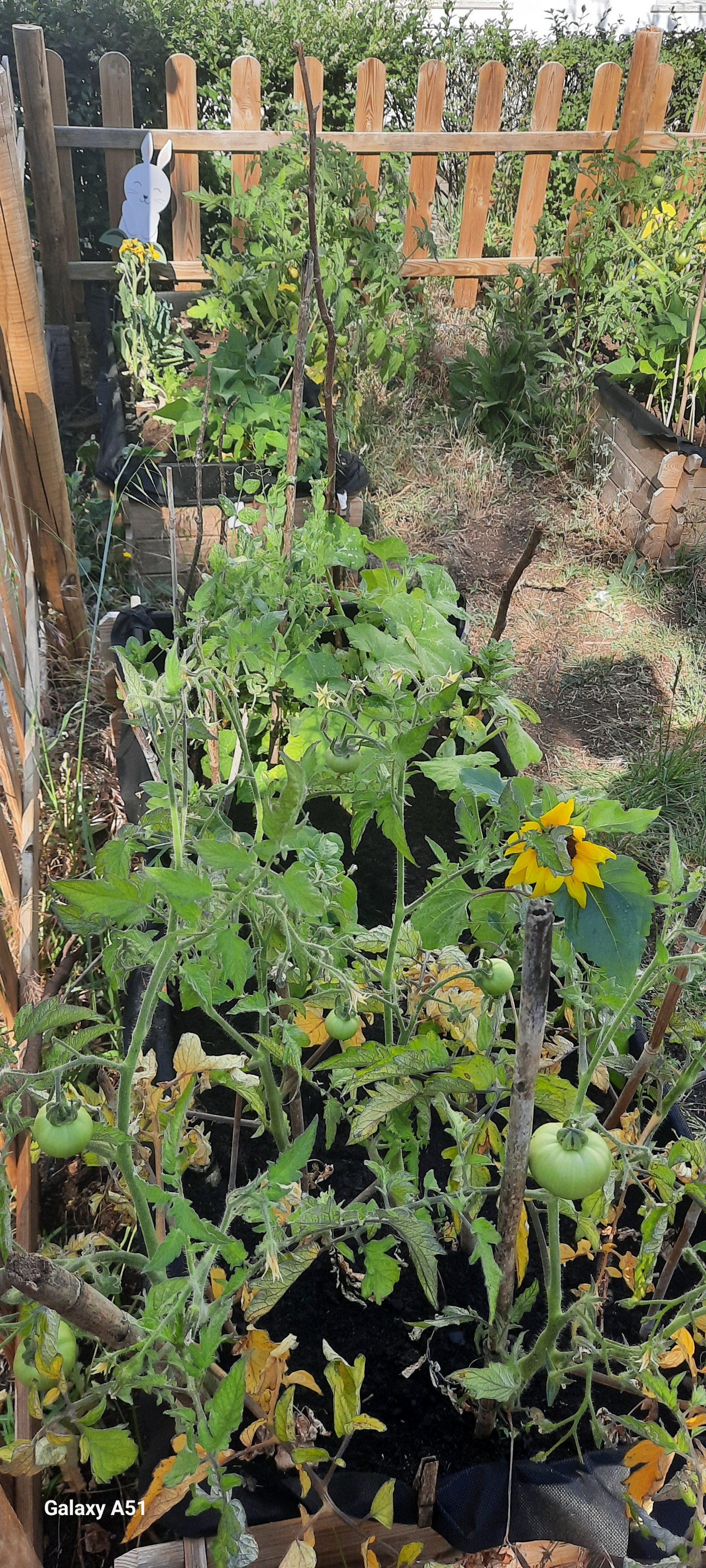 Plantas da horta