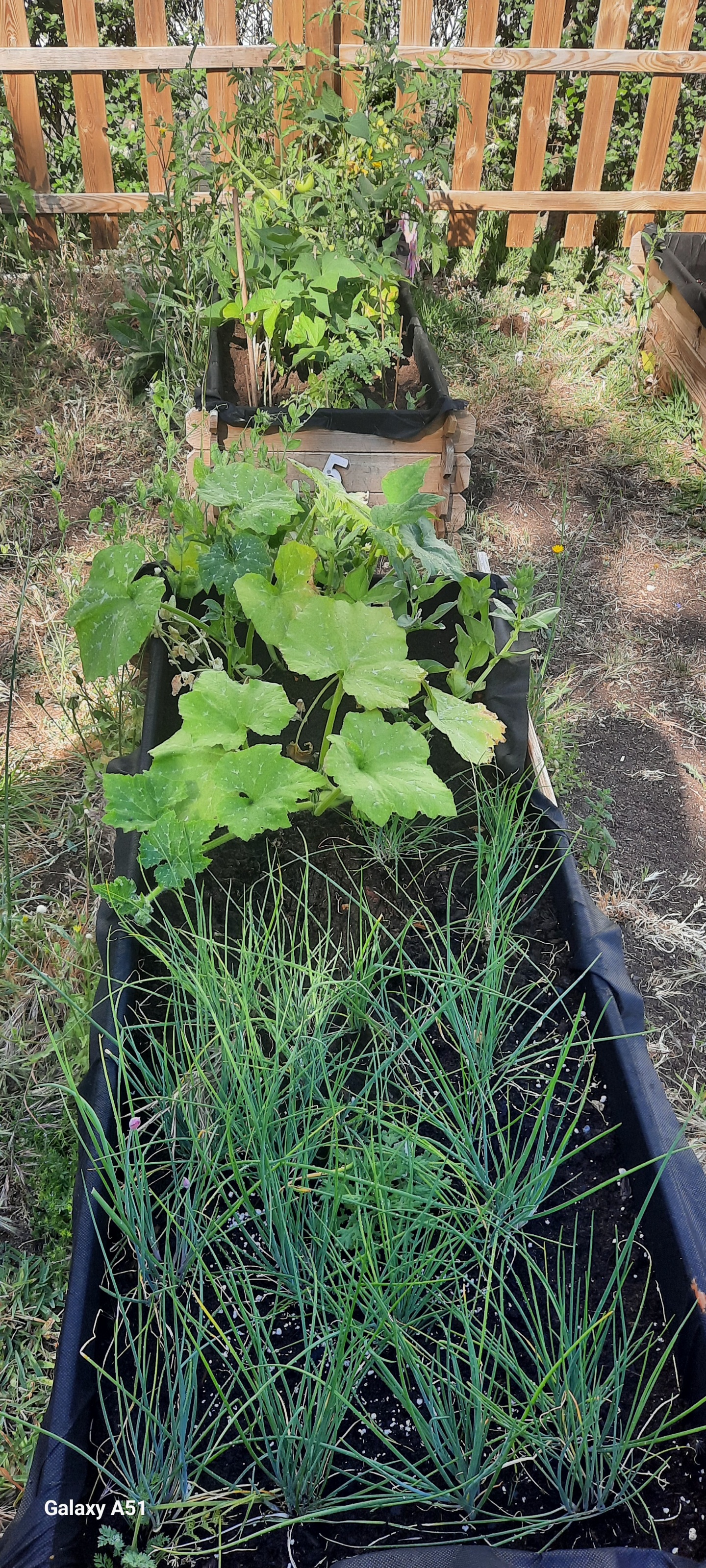 Plantas da horta