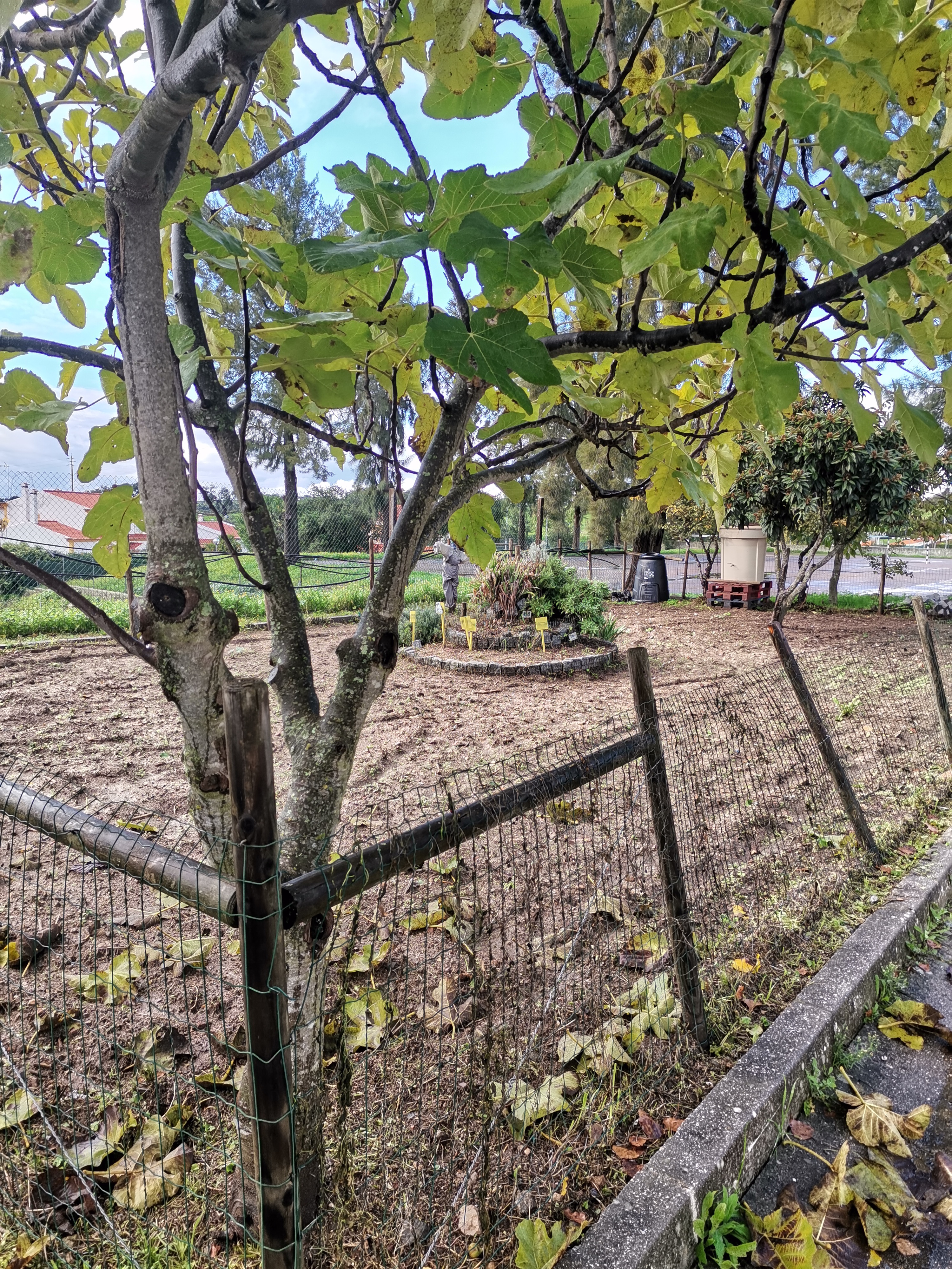 foto panorâmica da horta