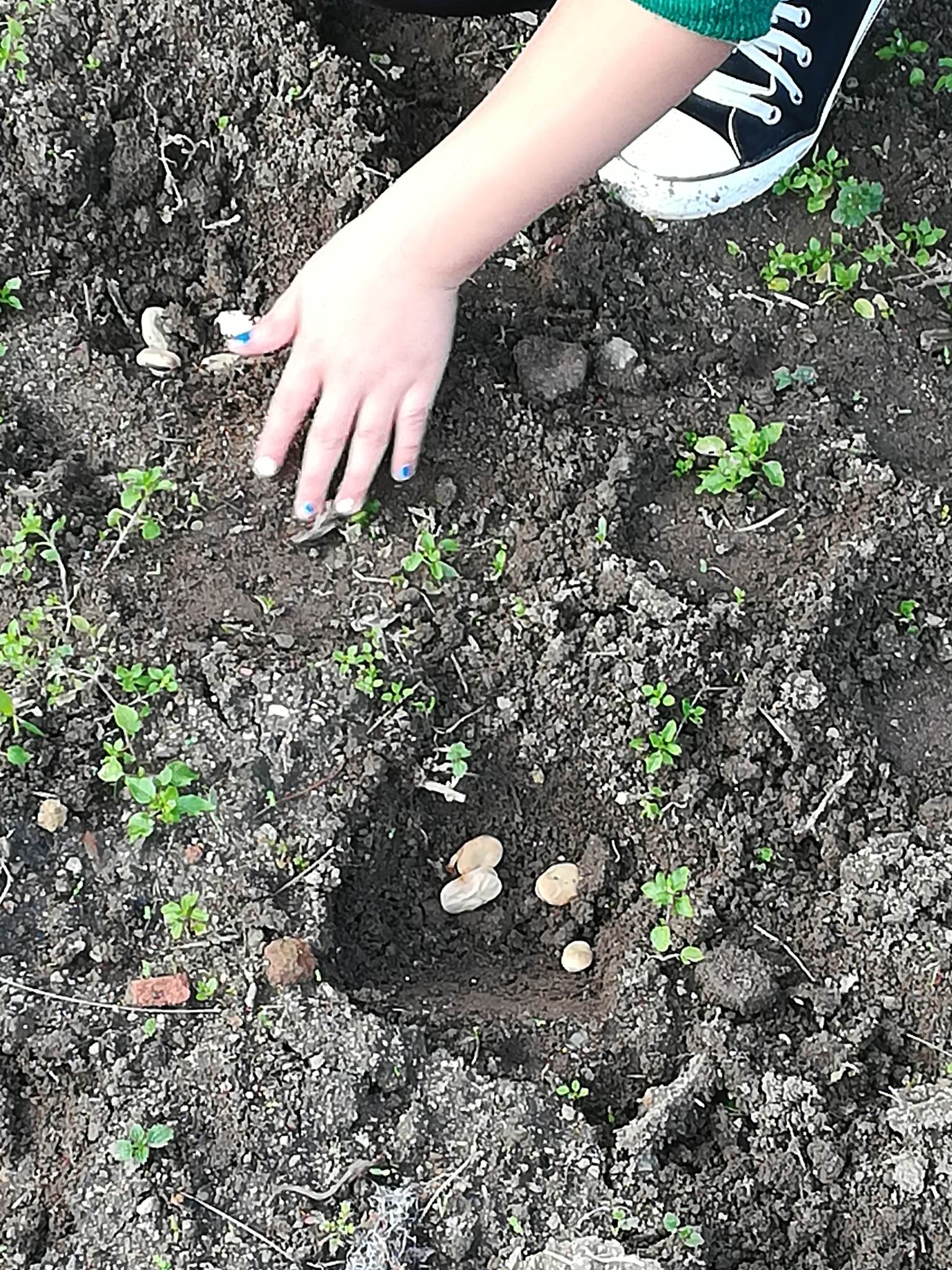 Favas na terra, pela mão de uma criança