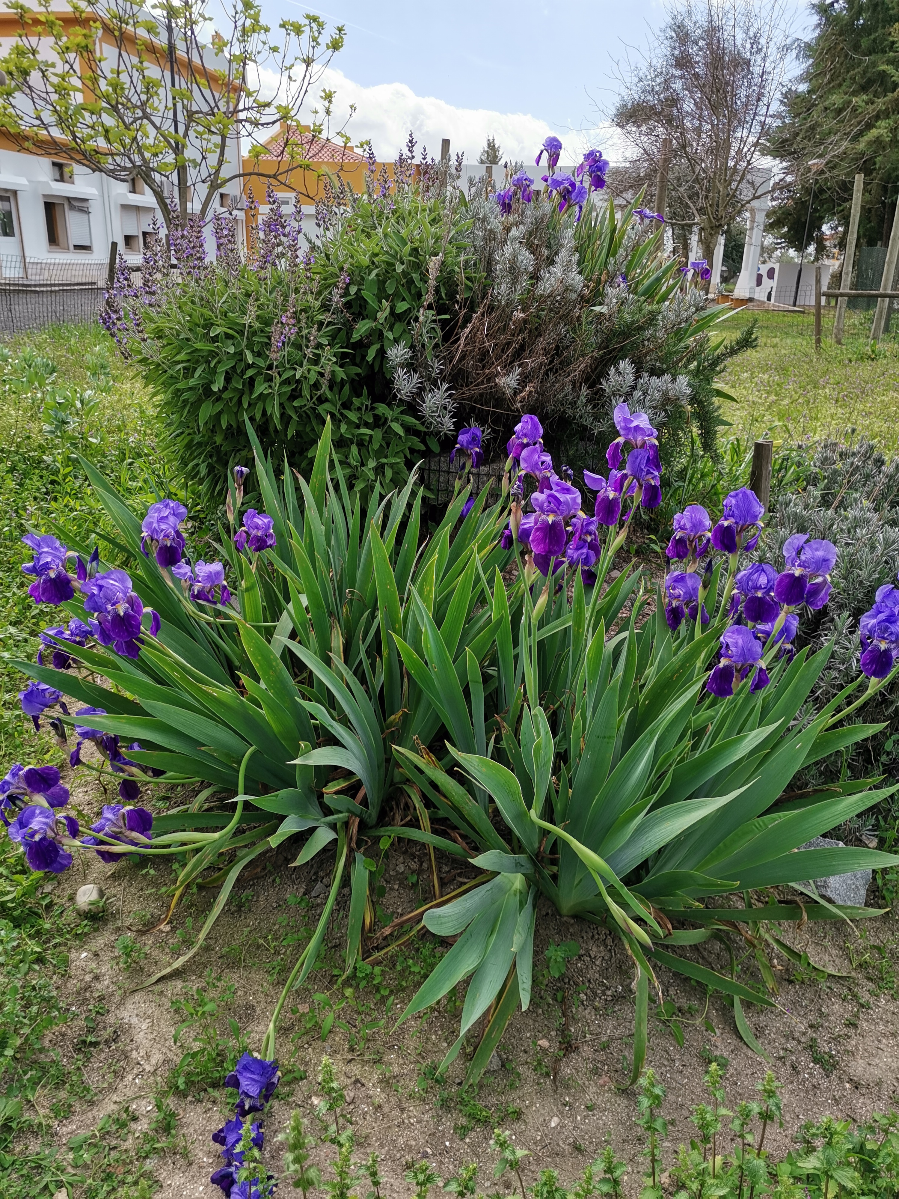 Espiral de ervas aromáticas