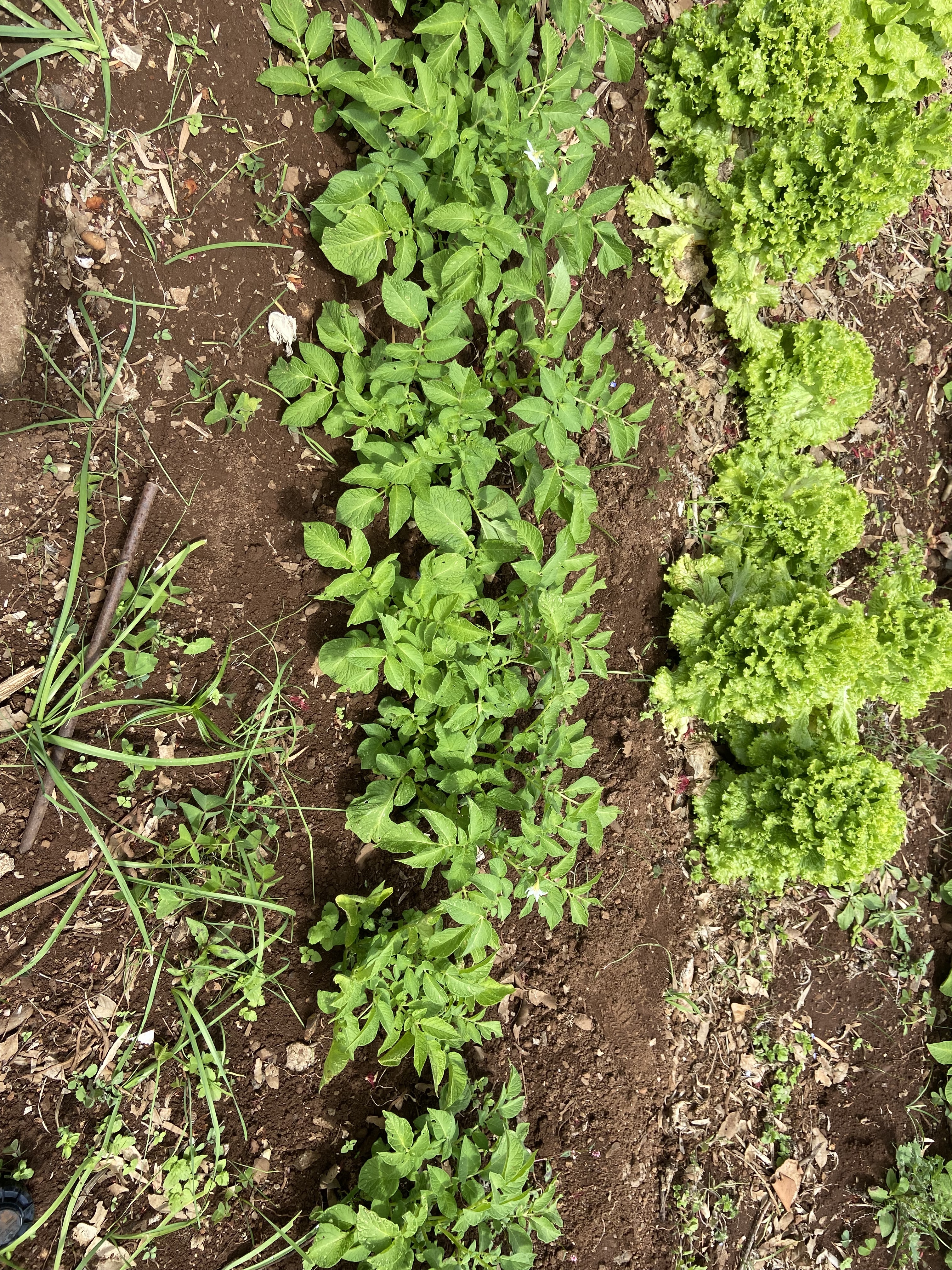 A horta Floresce a bom ritmo.