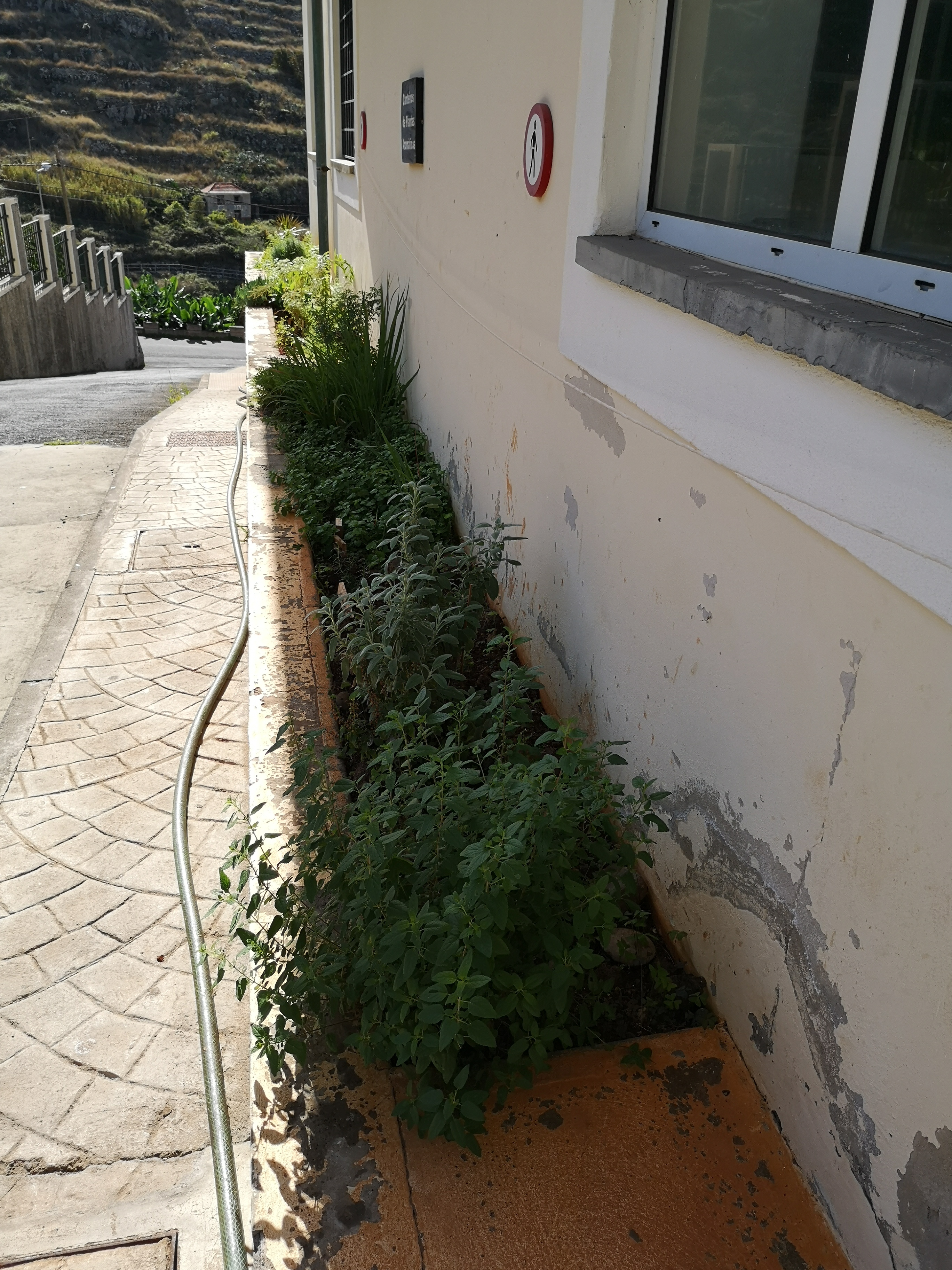 Cantinho das plantas aromáticas.