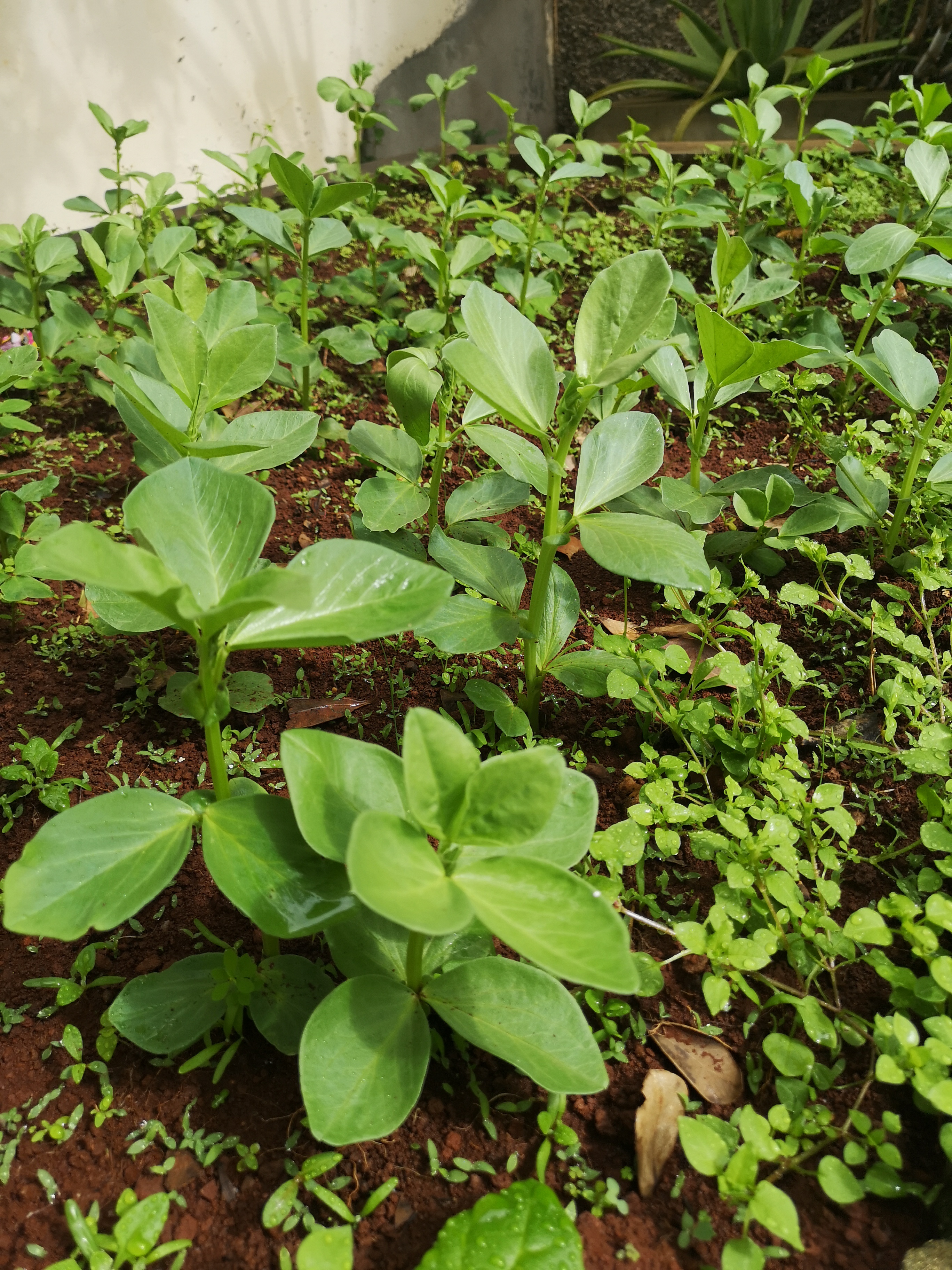 Canteiro das favas, leguminosa rica em ferro e vitaminas.