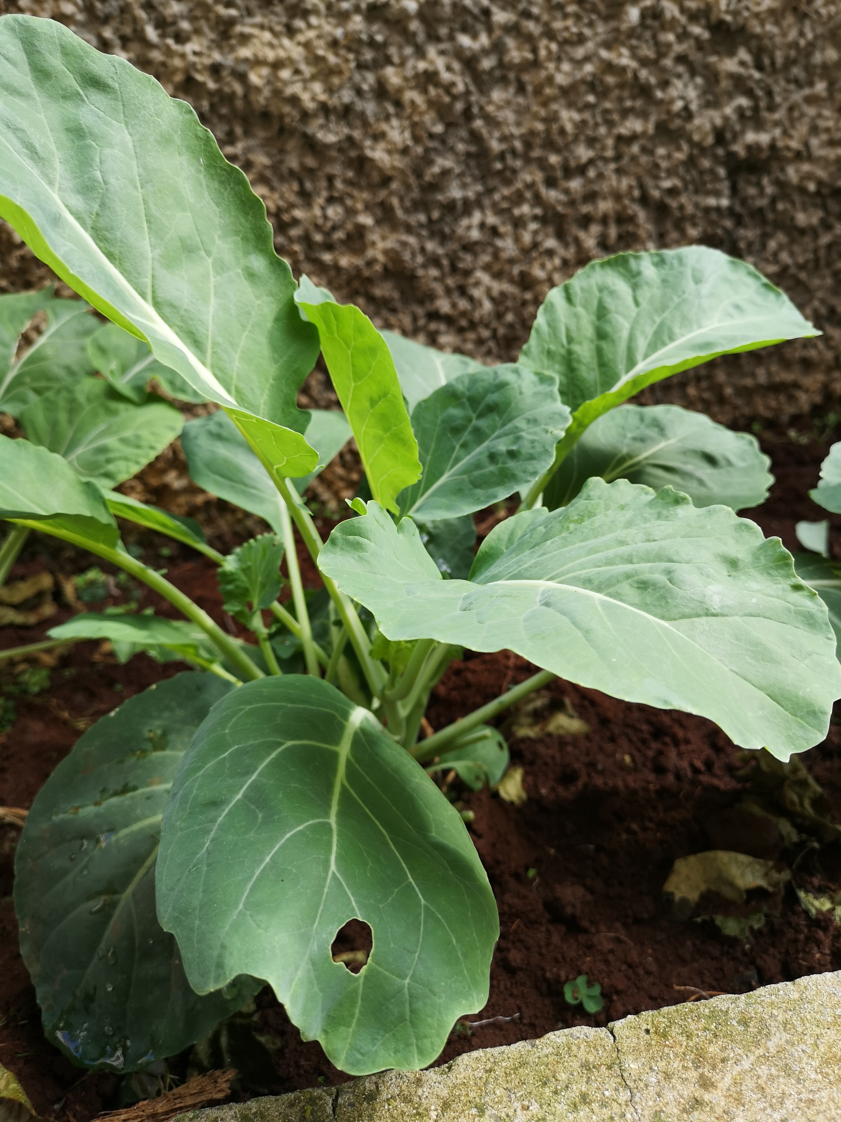 Cultivo de couves portuguesas para a confeção de caldo verde.