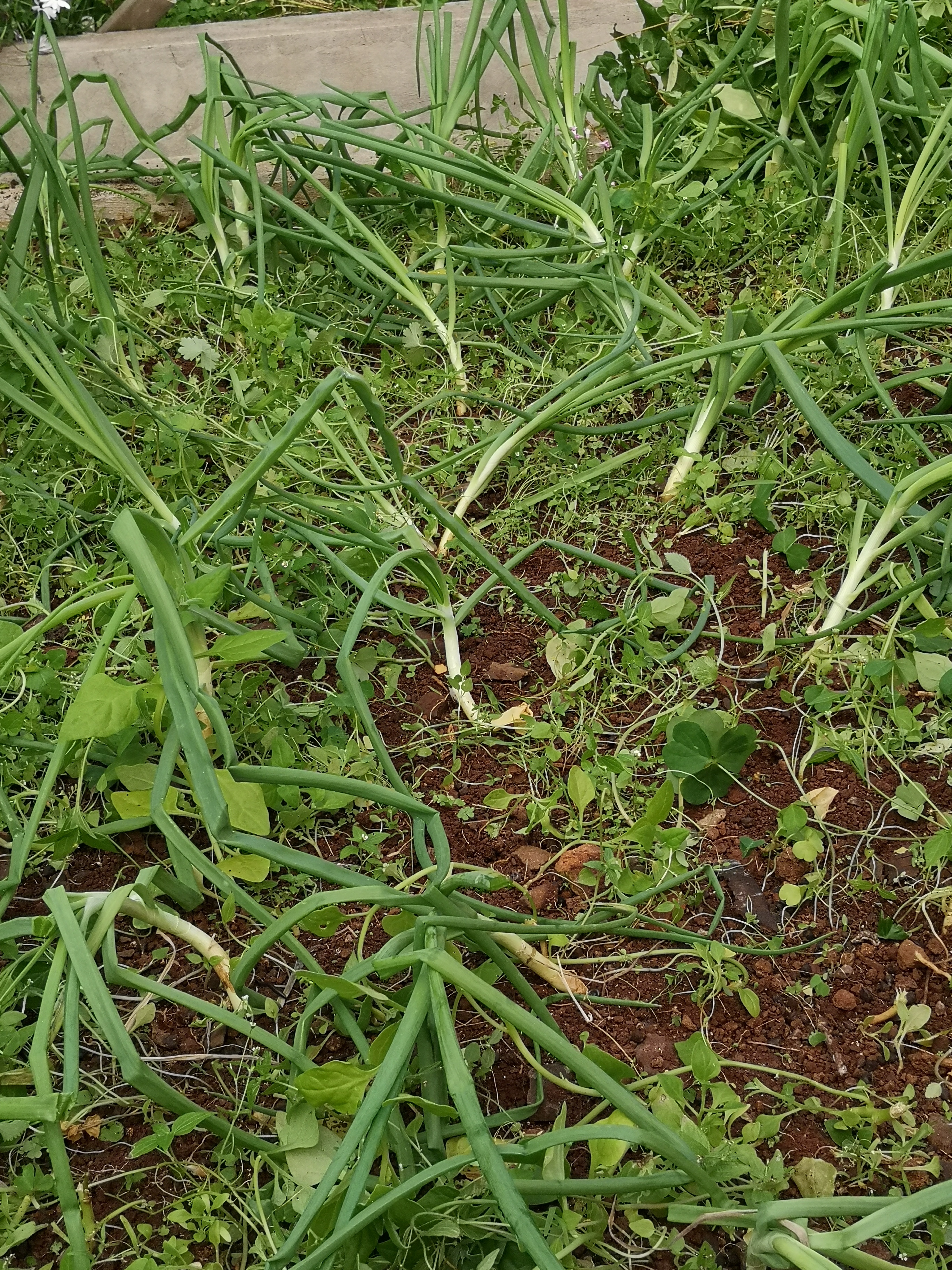 Canteiro do cebolinho para a confeção das sopas.