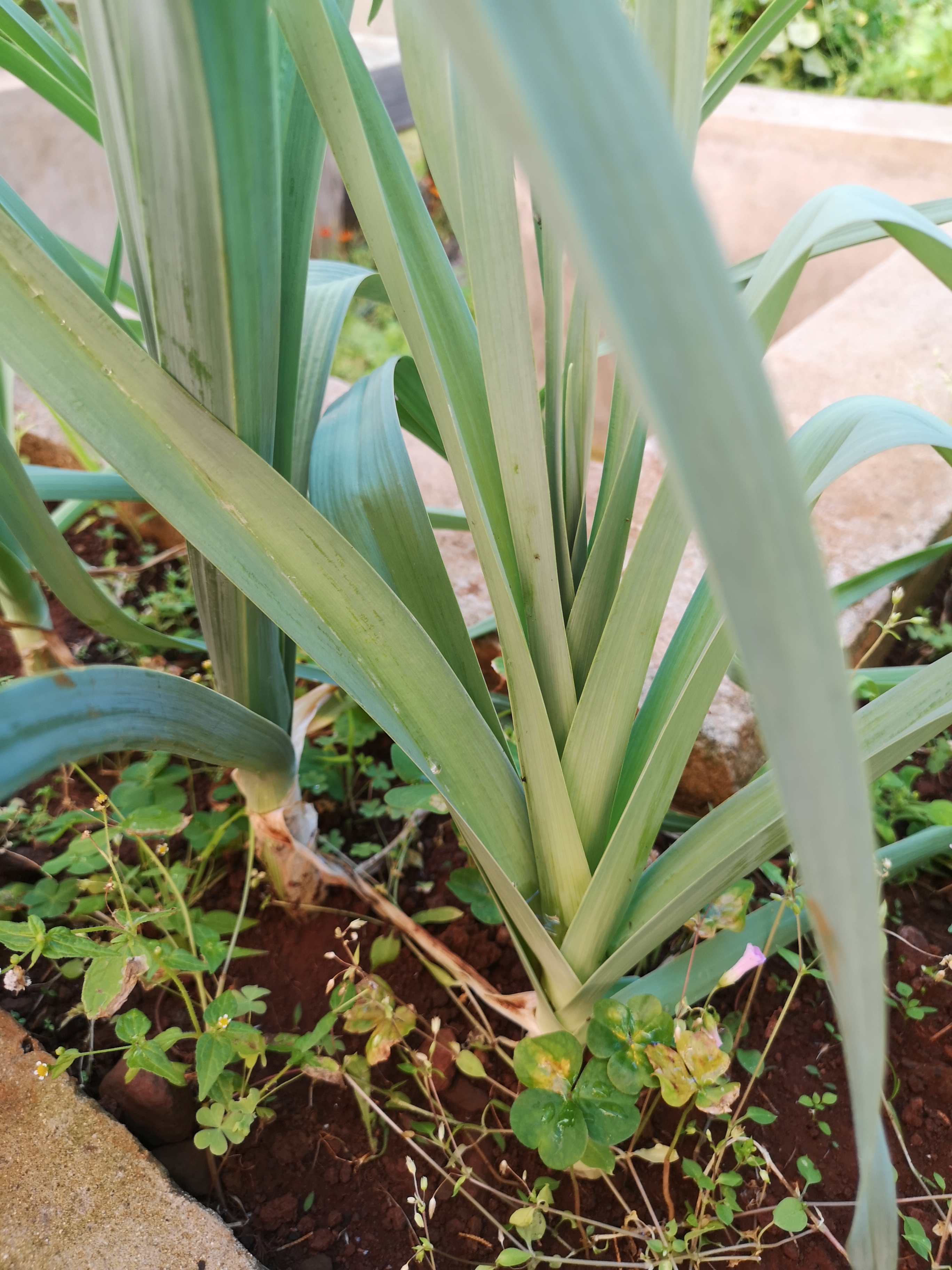 Cultivo de alho francês para a confeção das sopas.