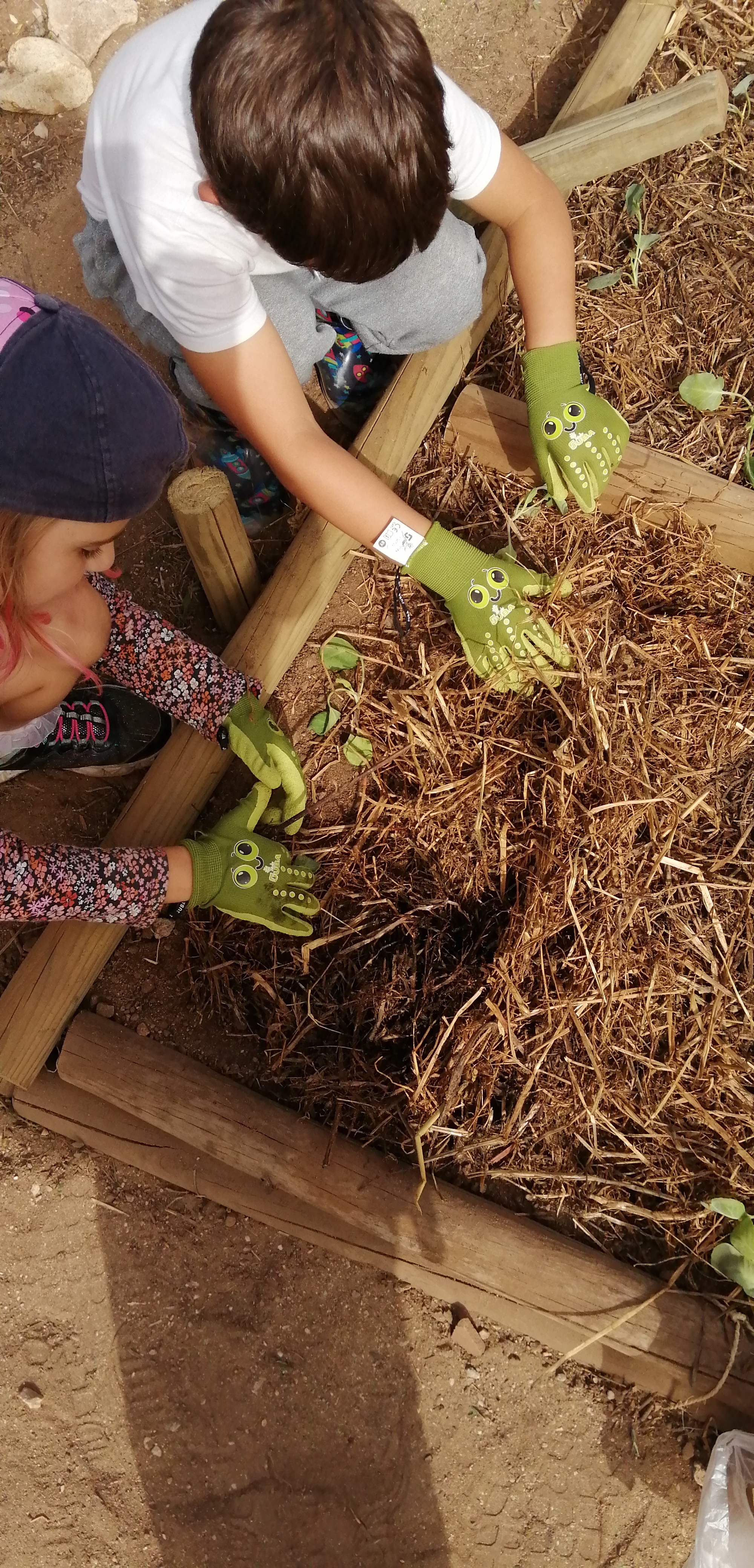 A horta do 2º ano a ser reconstruída