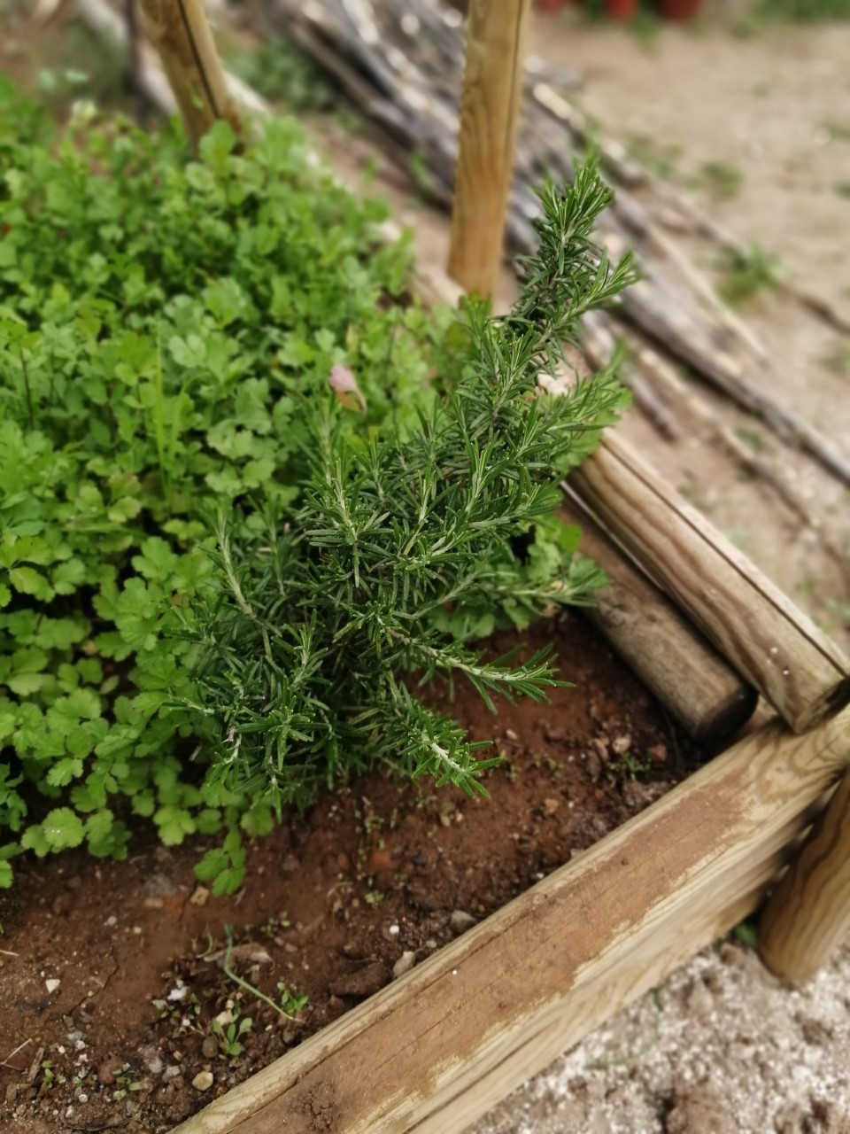 aspeto da erva aromática tomilho