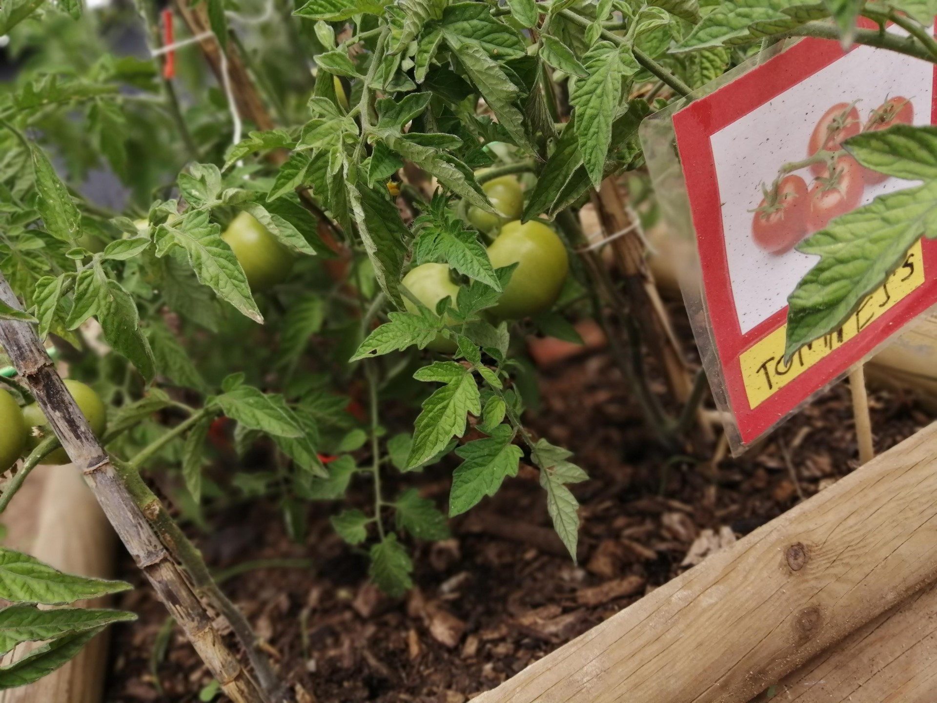 aspeto em maio do resultado do plantio de tomates