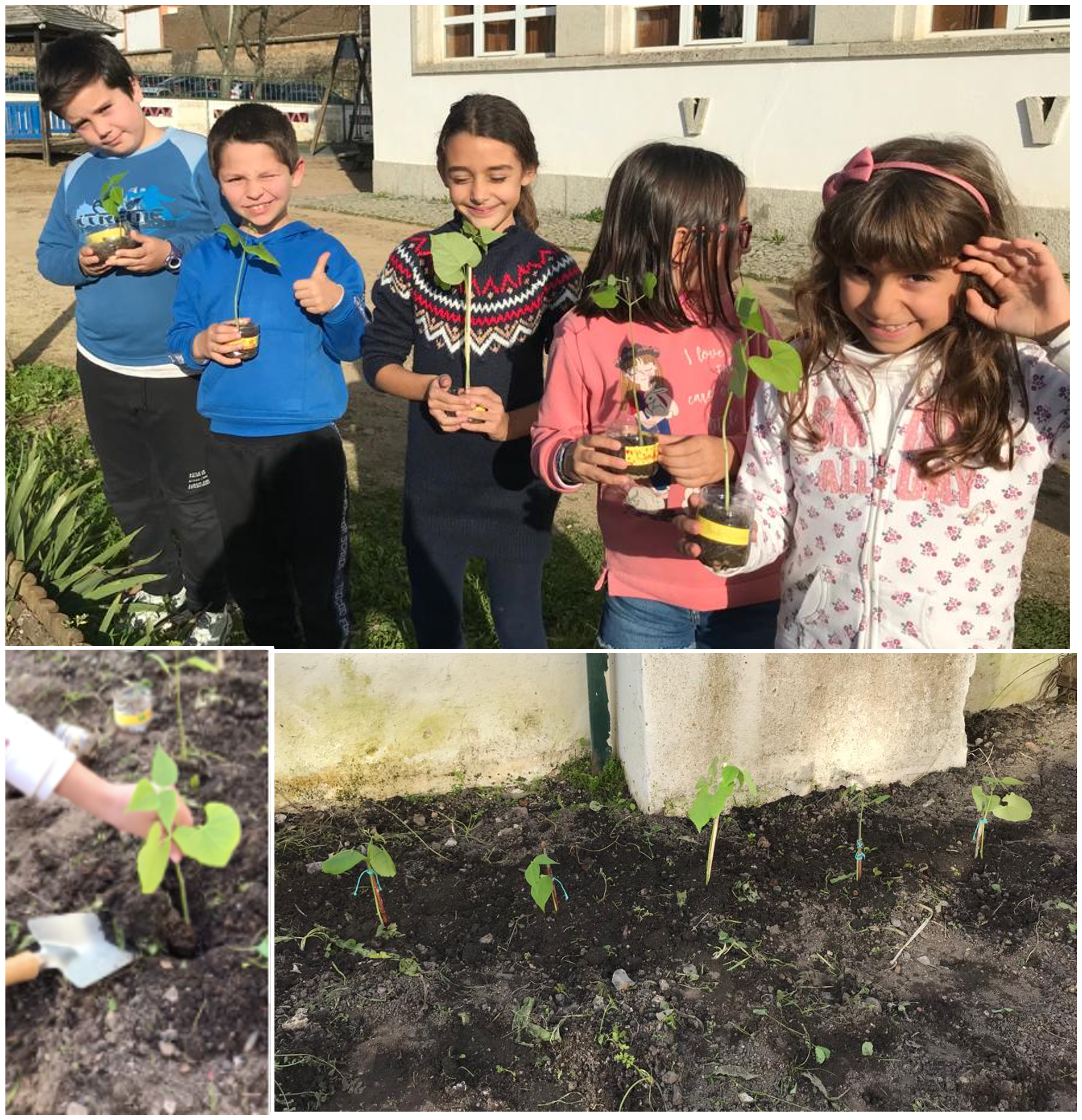 Germinação: em sala de aula, os alunos do 2º A colocaram feijões em recipientes  com terra para observarem e registarem o processo de germinação; depois transplantaram os feijoeiros para a horta.