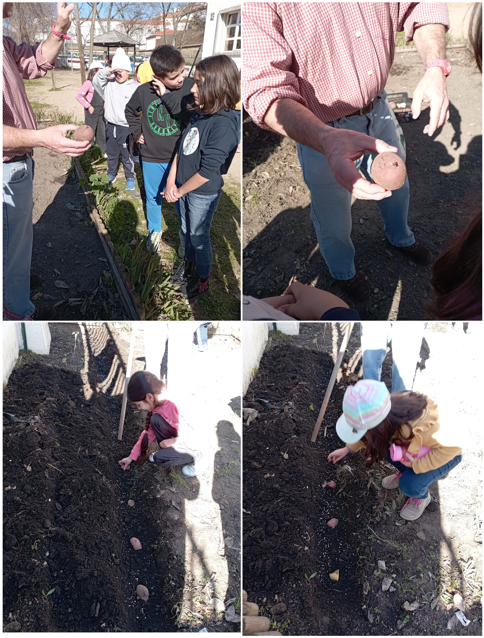 Plantação de batatas pela turma do 2ºA.