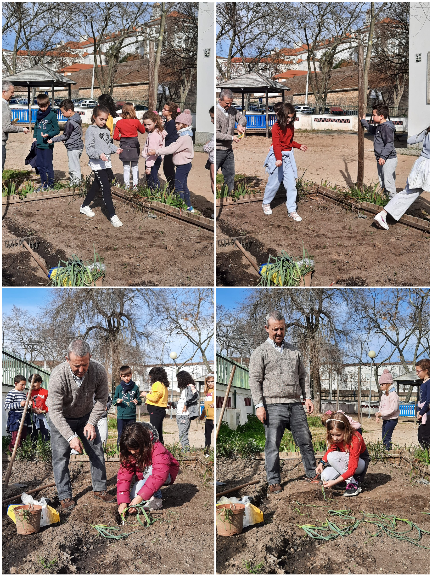 Sementeiras e plantação: depois de exploradas algumas das características das plantas,  os alunos da turma do 3º Ano semearam salsa e coentros e plantaram alho-francês.
