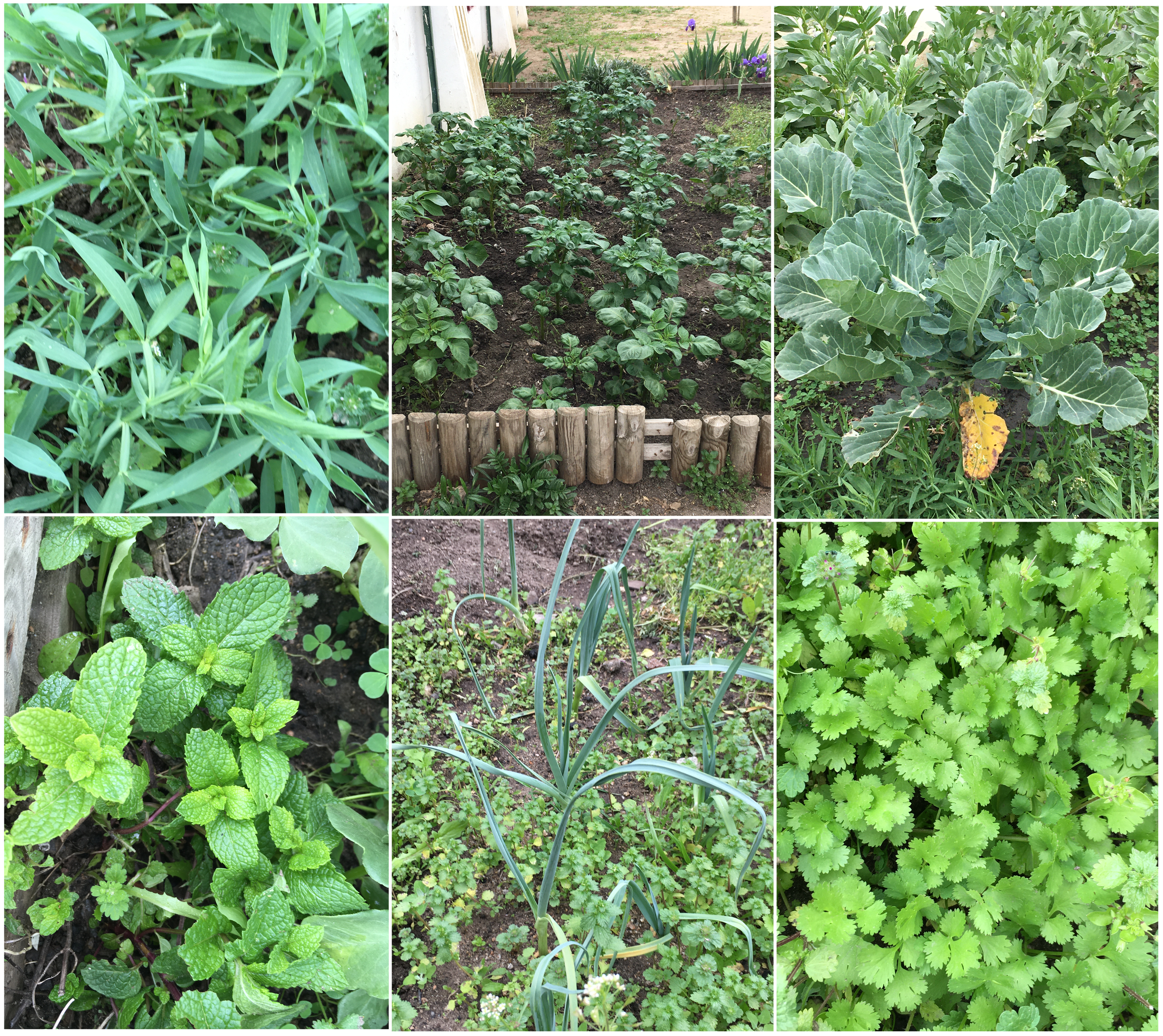 Aspeto da horta em março: chícharos, batateiras, couves, hortelã, alho-francês e coentros.