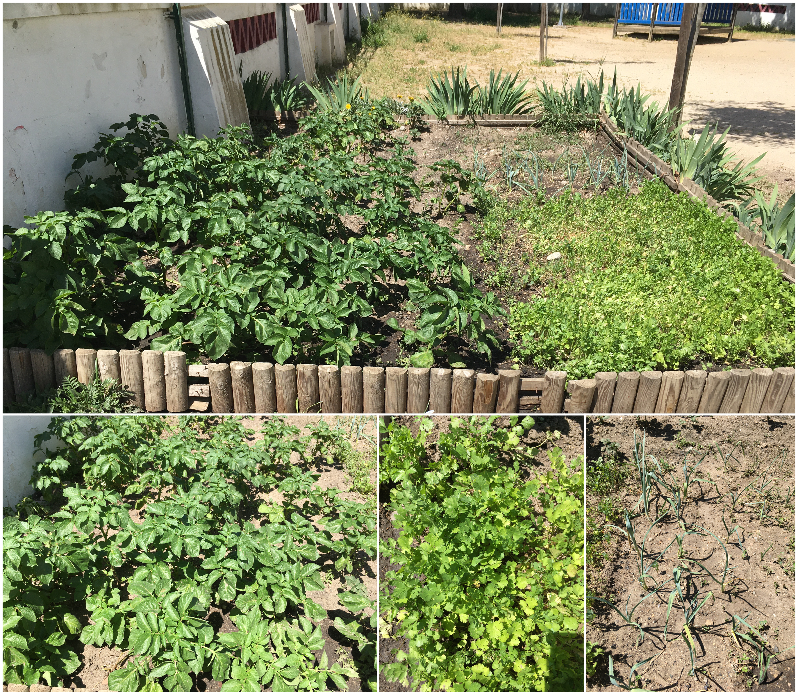 Aspeto da horta em abril: batateiras, coentros e alho-francês.