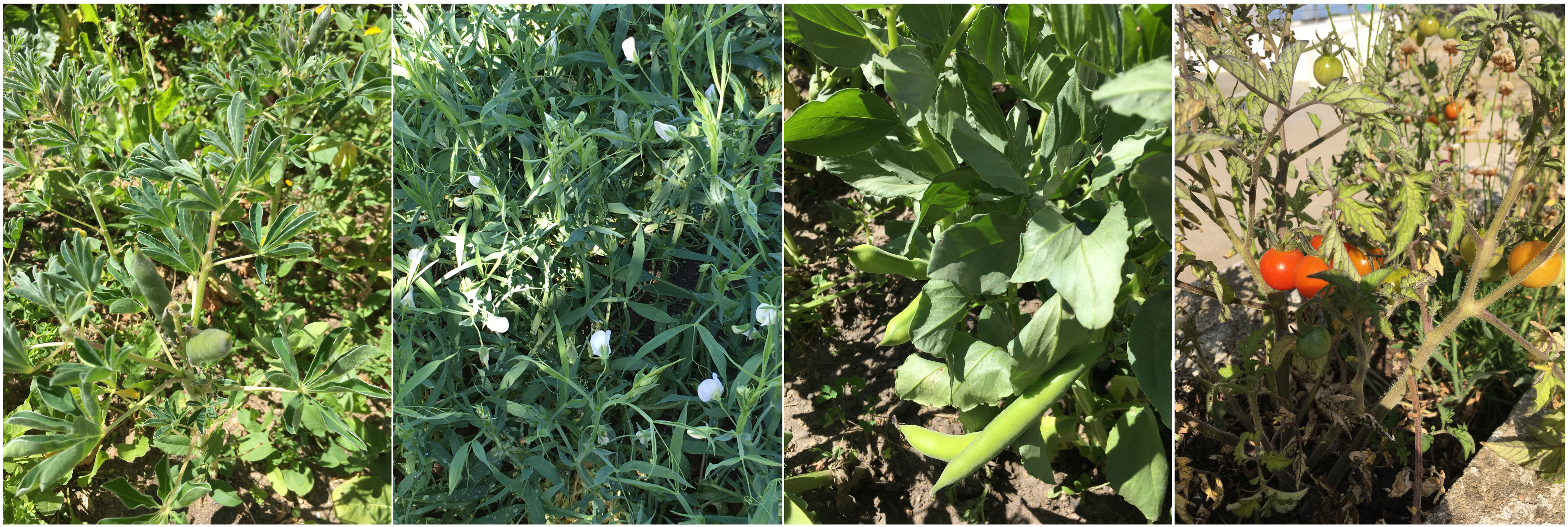 Aspeto da horta em abril: tremoceiro, chícharos, faveiras e tomateiros (tomate cherry).