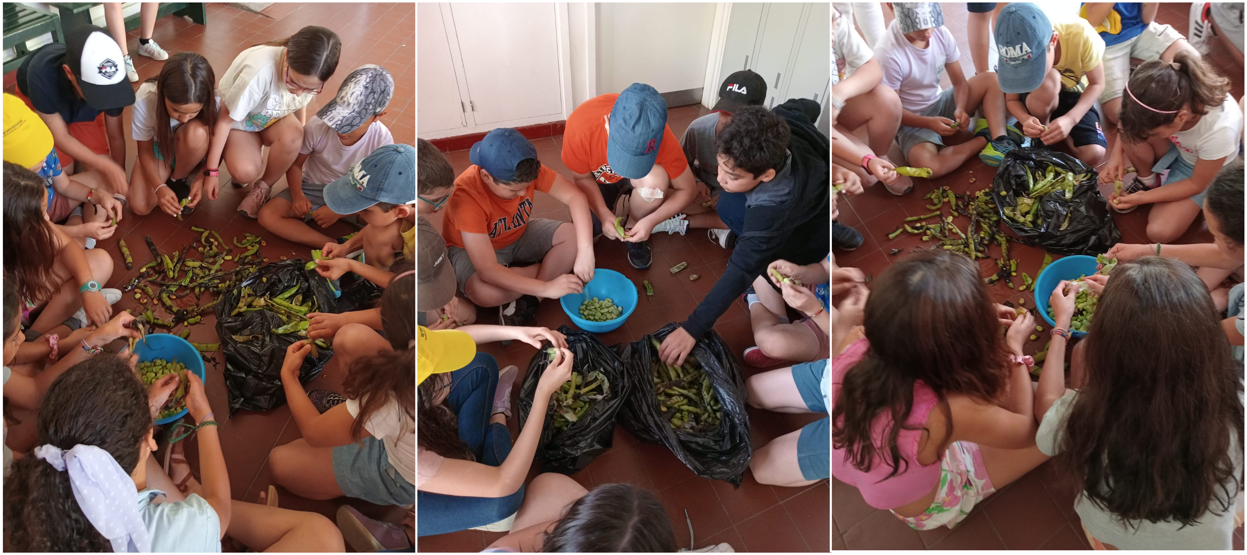 Descasque das favas pelos alunos da turma do 4º Ano.