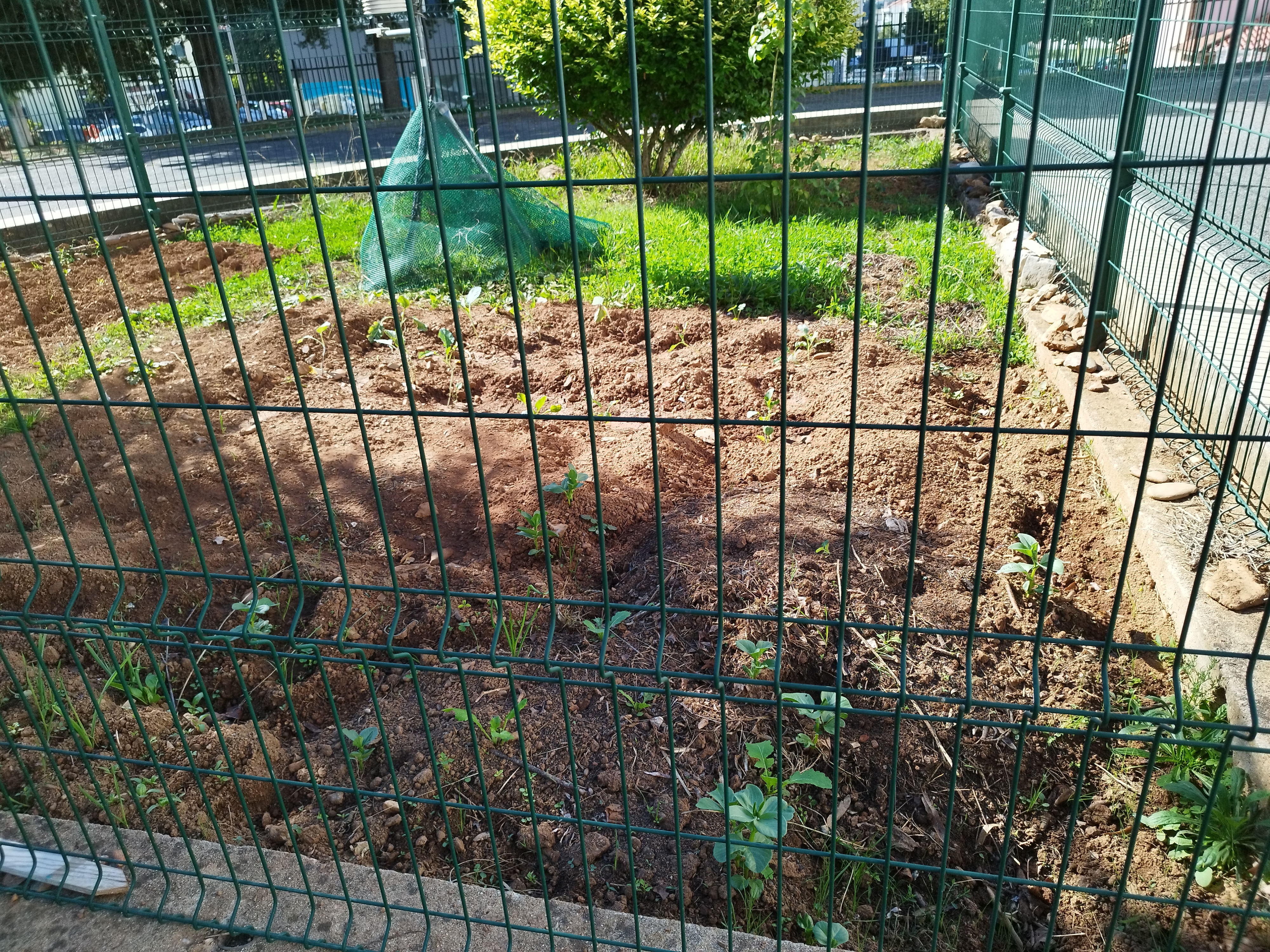 A nossa horta tem dois espaços, este foi preparado para a sementeira das favas.