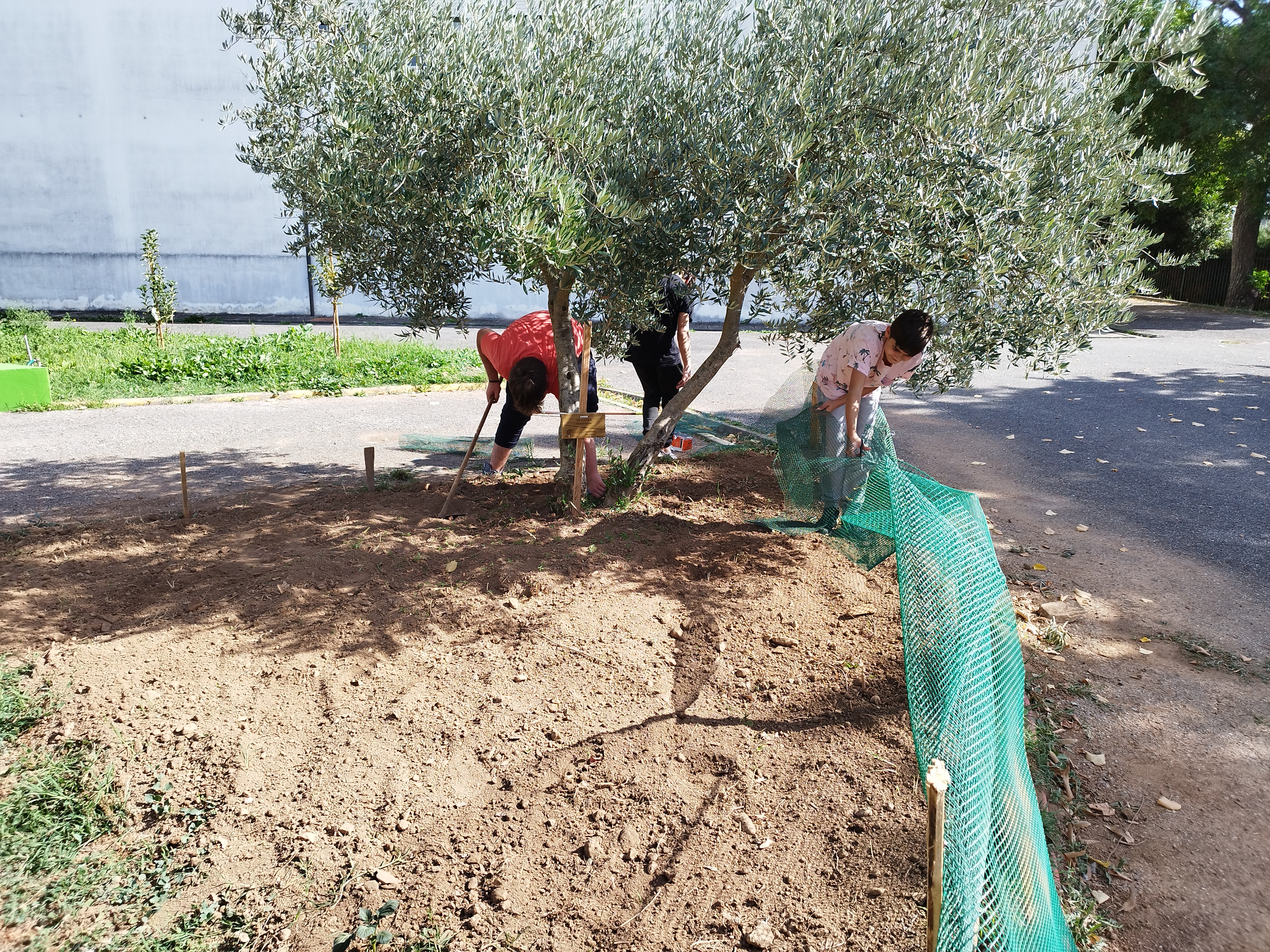 Preparação do terreno para receber as sementes de trigo.