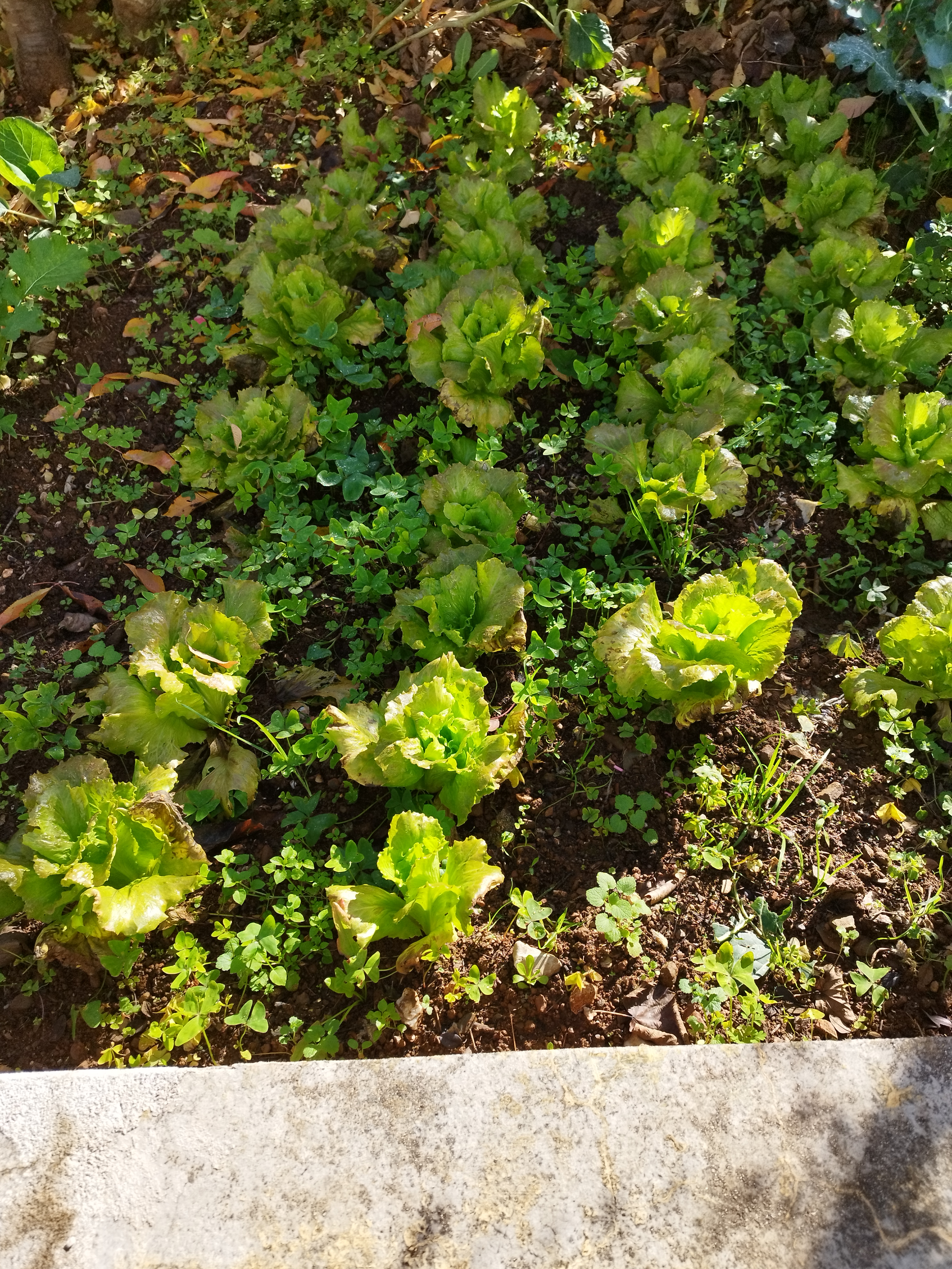 A terra absorveu as águas e deixou que as nossas plantas crescessem como se o inverno rigoroso não estivesse presente.