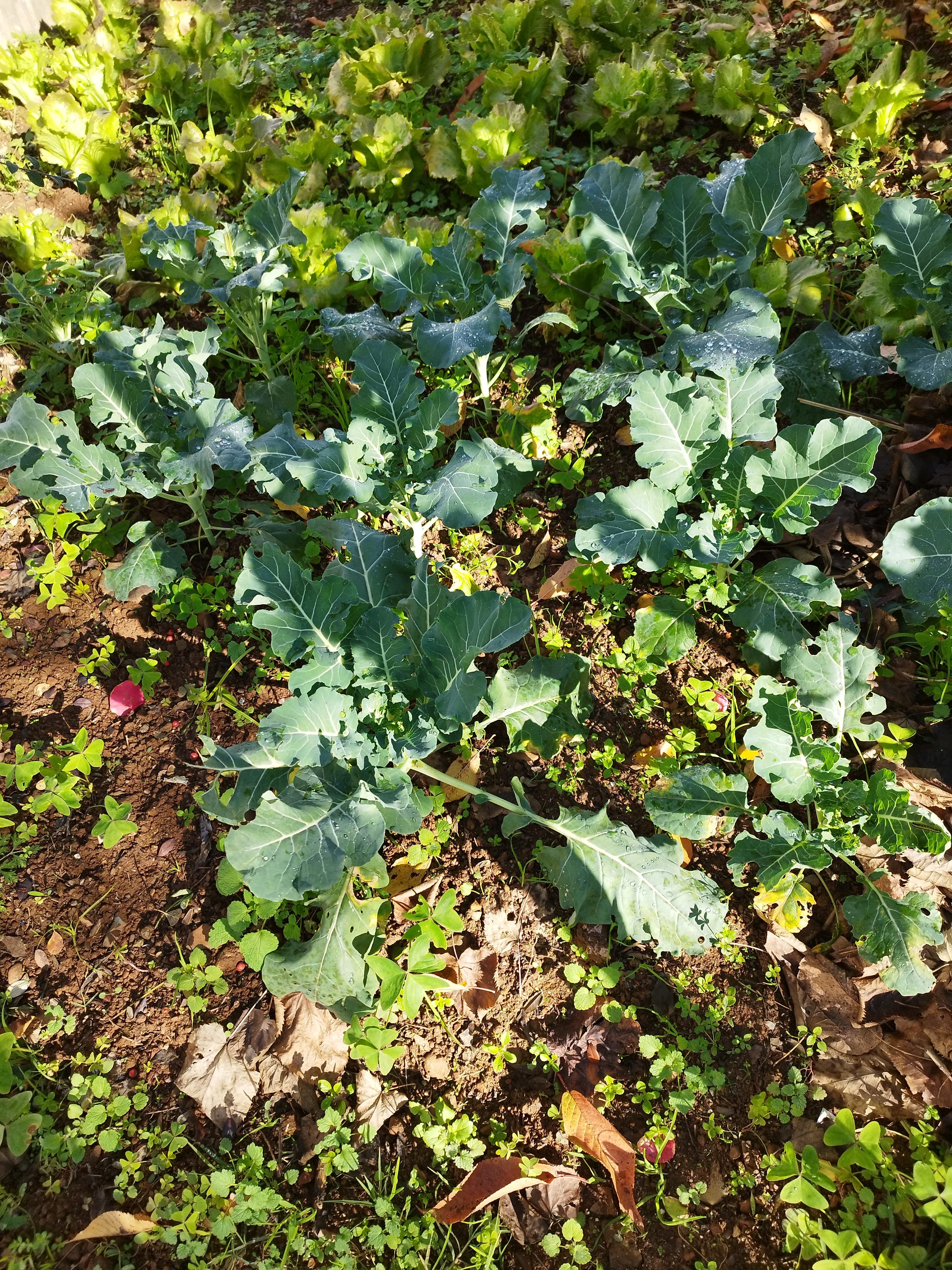 Os nossos legumes prontos a ser comidos e a nova sementeira de feijão.