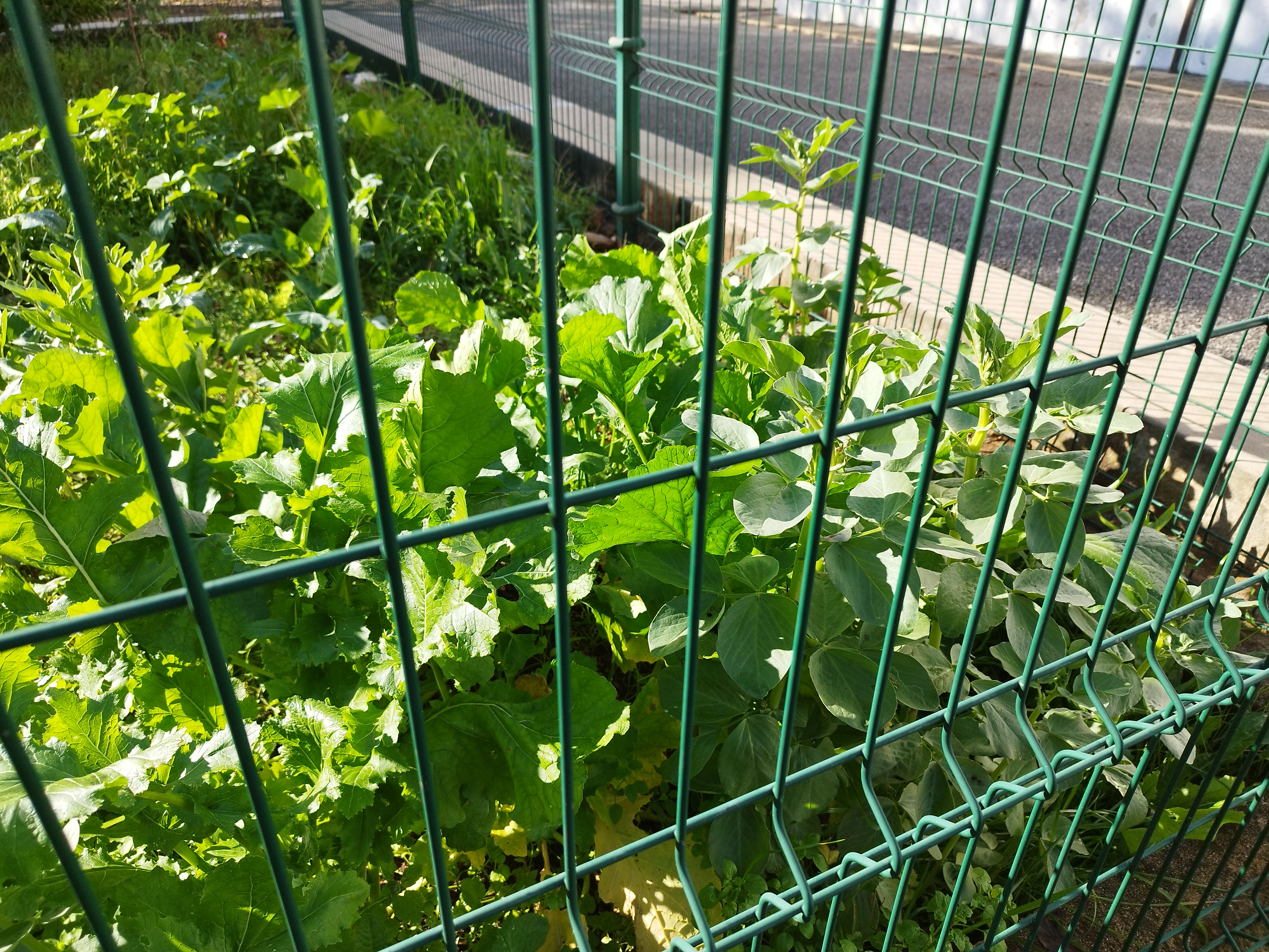 Mesmo com muita chuva, alguns dos nossos legumes mostraram a sua força.