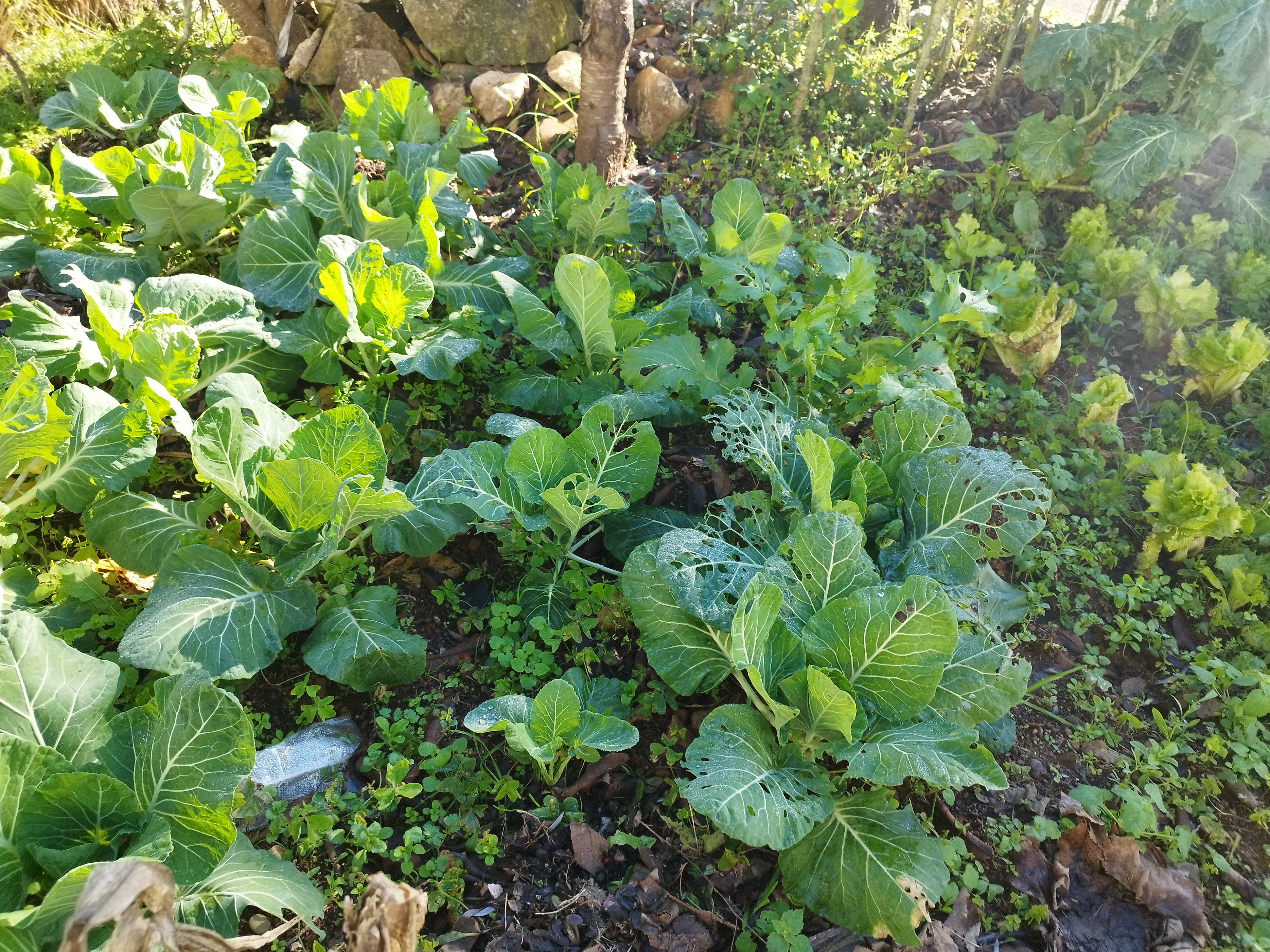 As nossas couves são tão tenrinhas que até os bichinhos gostam dela!