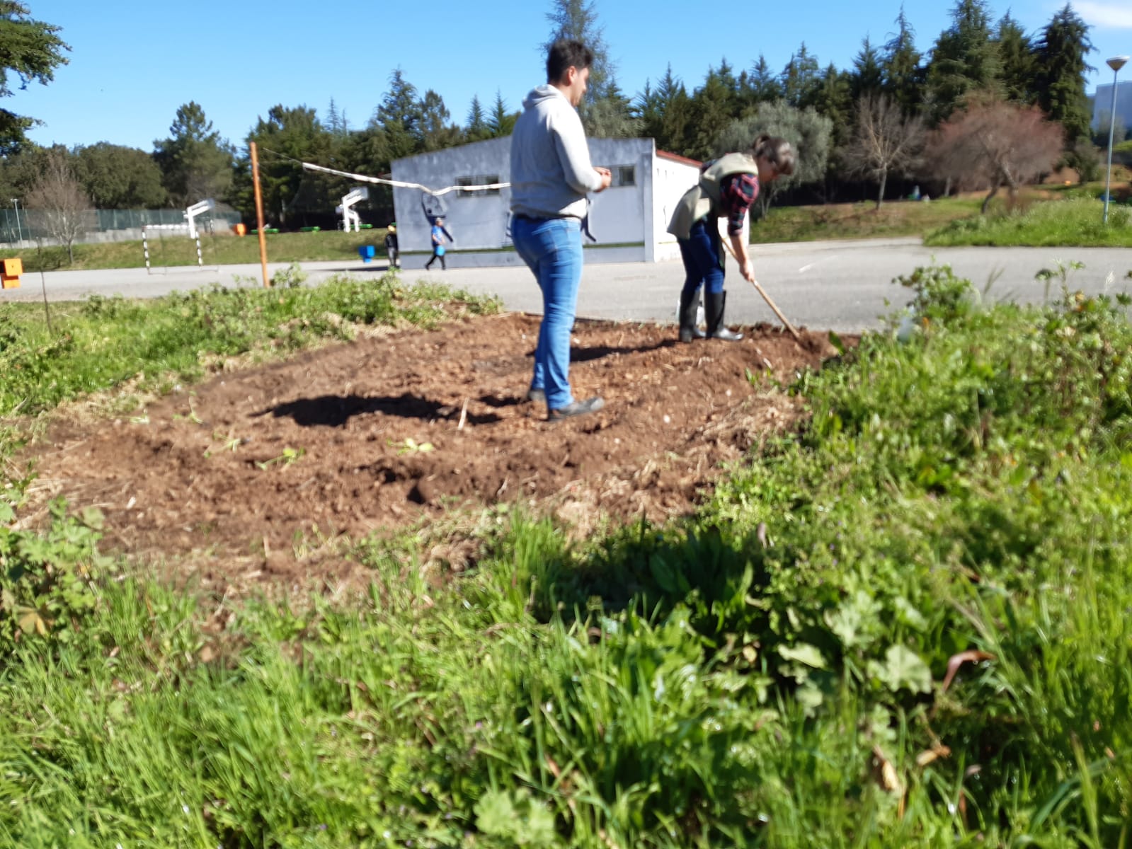 Preparação da horta para a segunda fase de plantação.