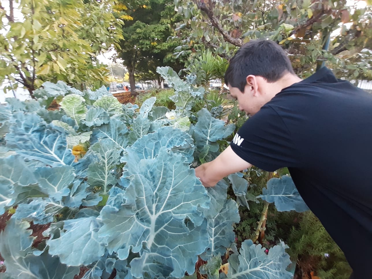 As couves brotando com vigor da terra.