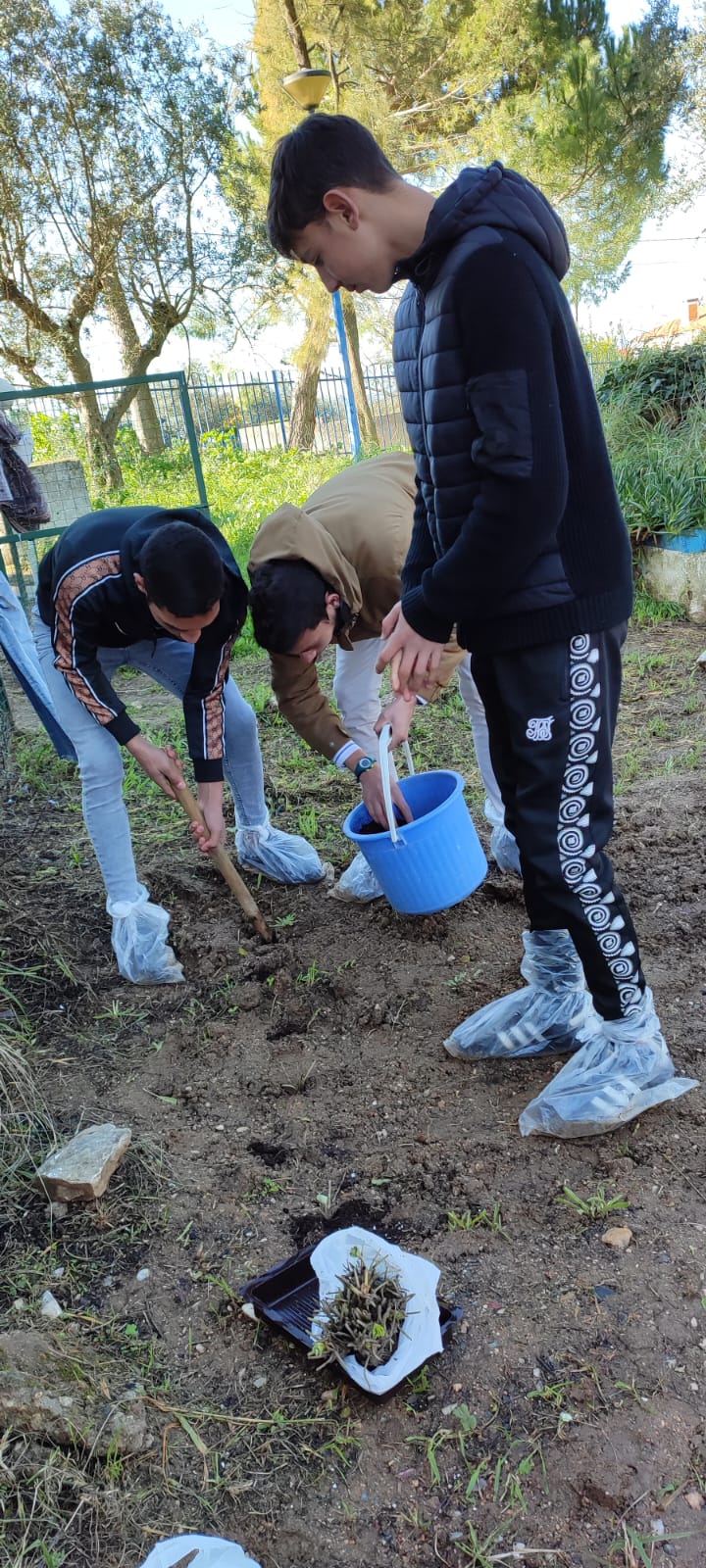 Plantação de hortícolas (alfaces, couves, cenouras...)